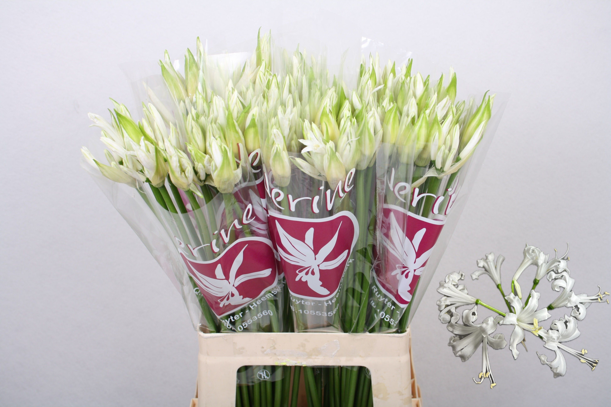 Нерине Бьянка Перла 65, шт.