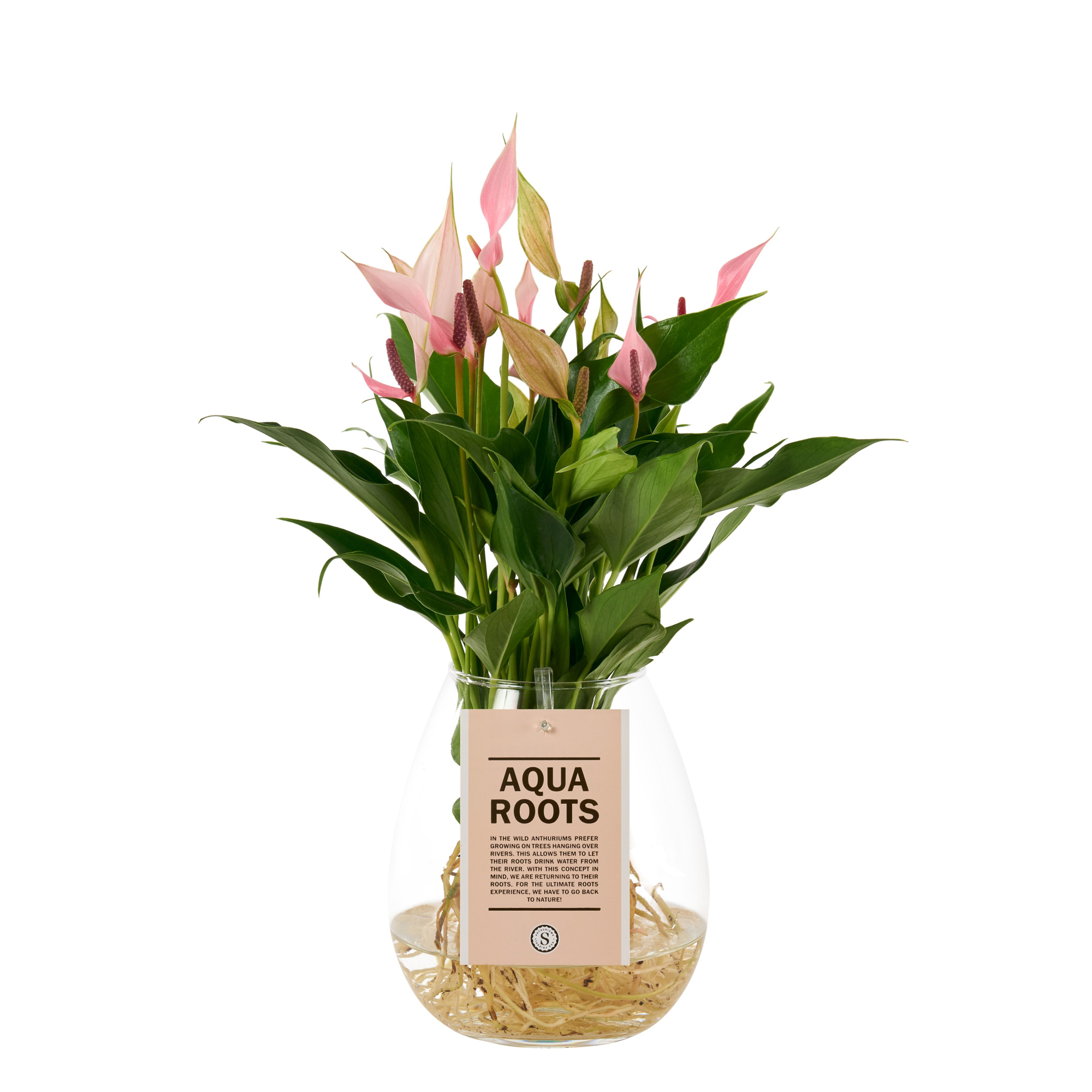 Aqua Roots Bowl Lilli, D 12 cm