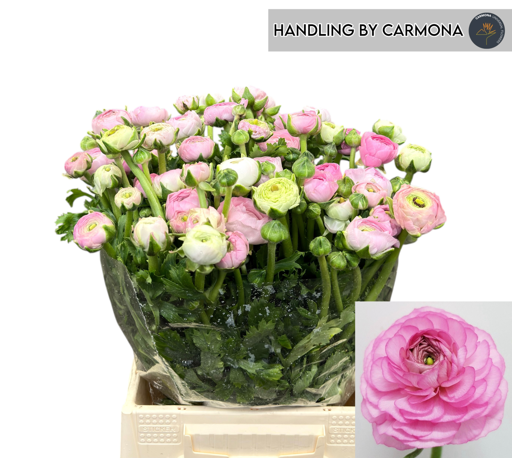 Ранункулус Элеганс Пинк 40, шт.