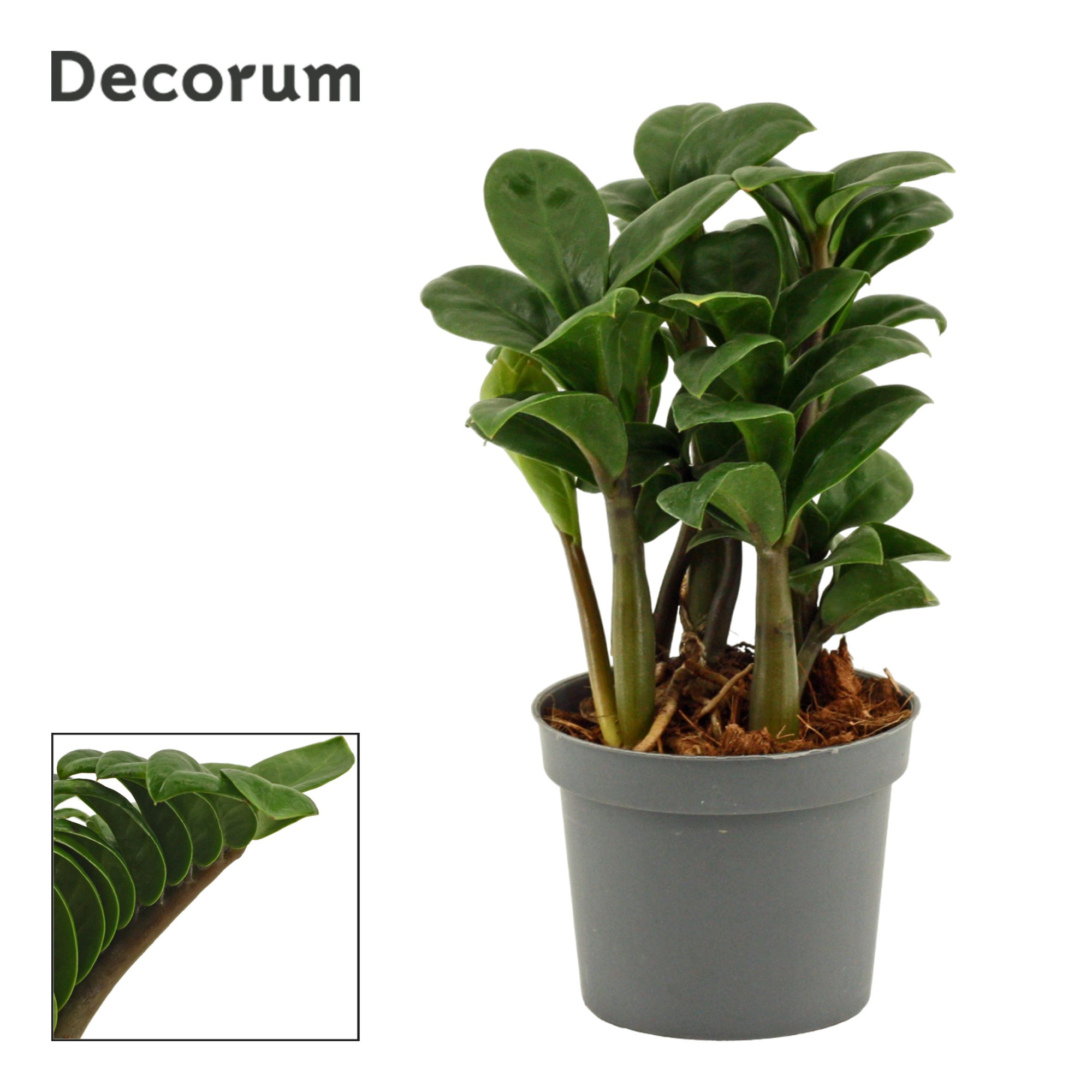Zamioculcas Zenzi 9 cm, 4+ veren (Decorum), D 9 cm