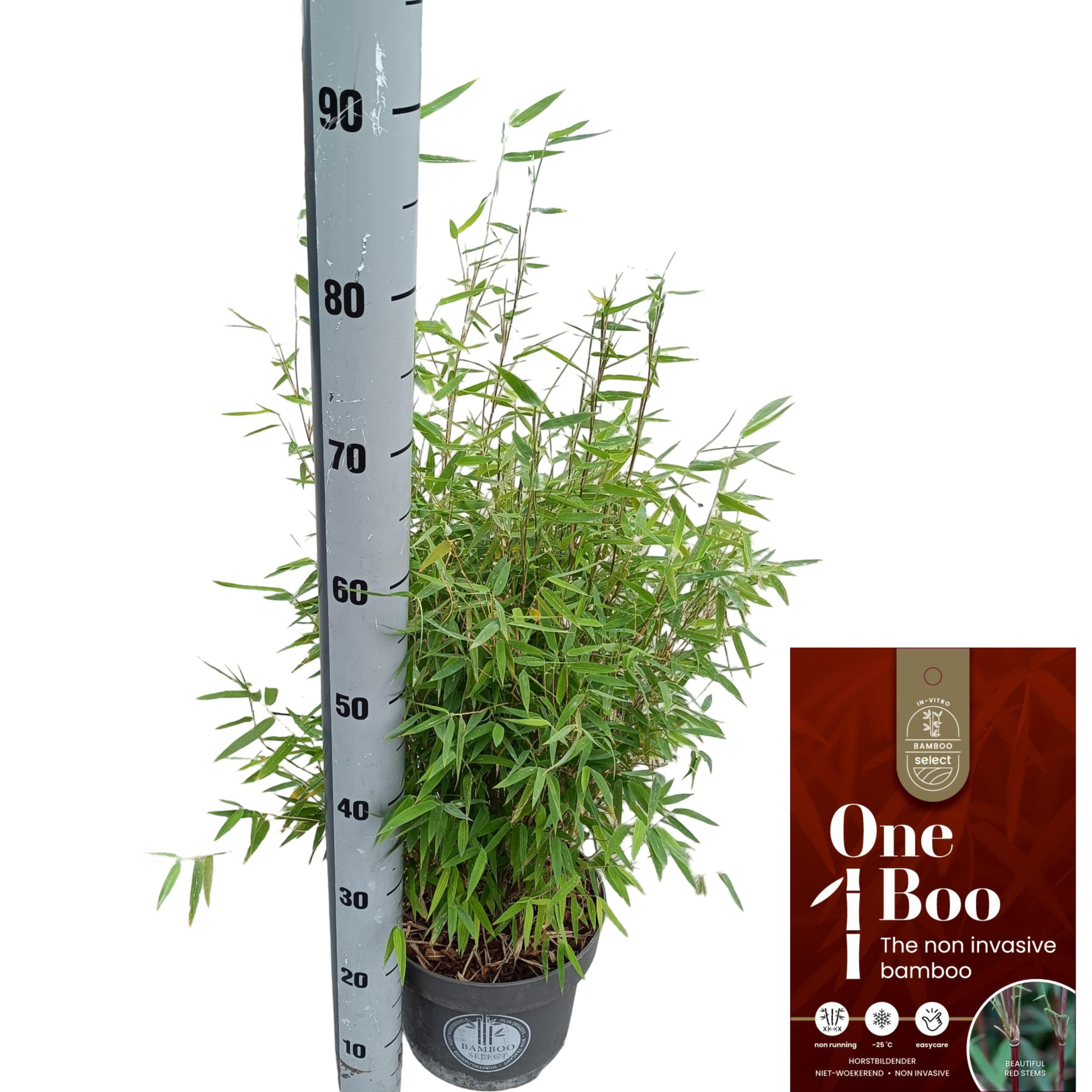 Fargesia 'Red Dragon' C5, D 23