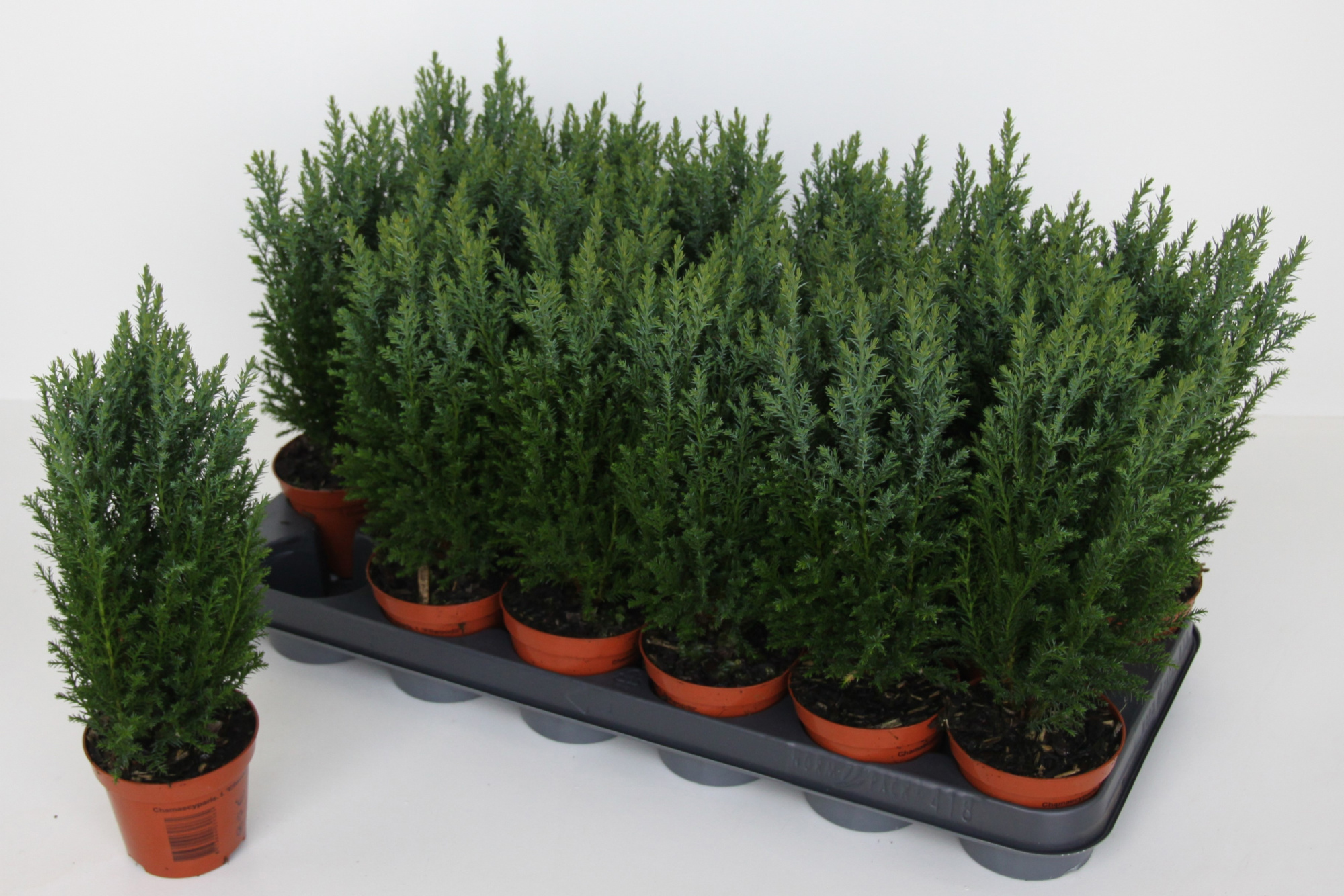 Chamaecyparis lawsoniana 'Ellwoodii', D 9 cm