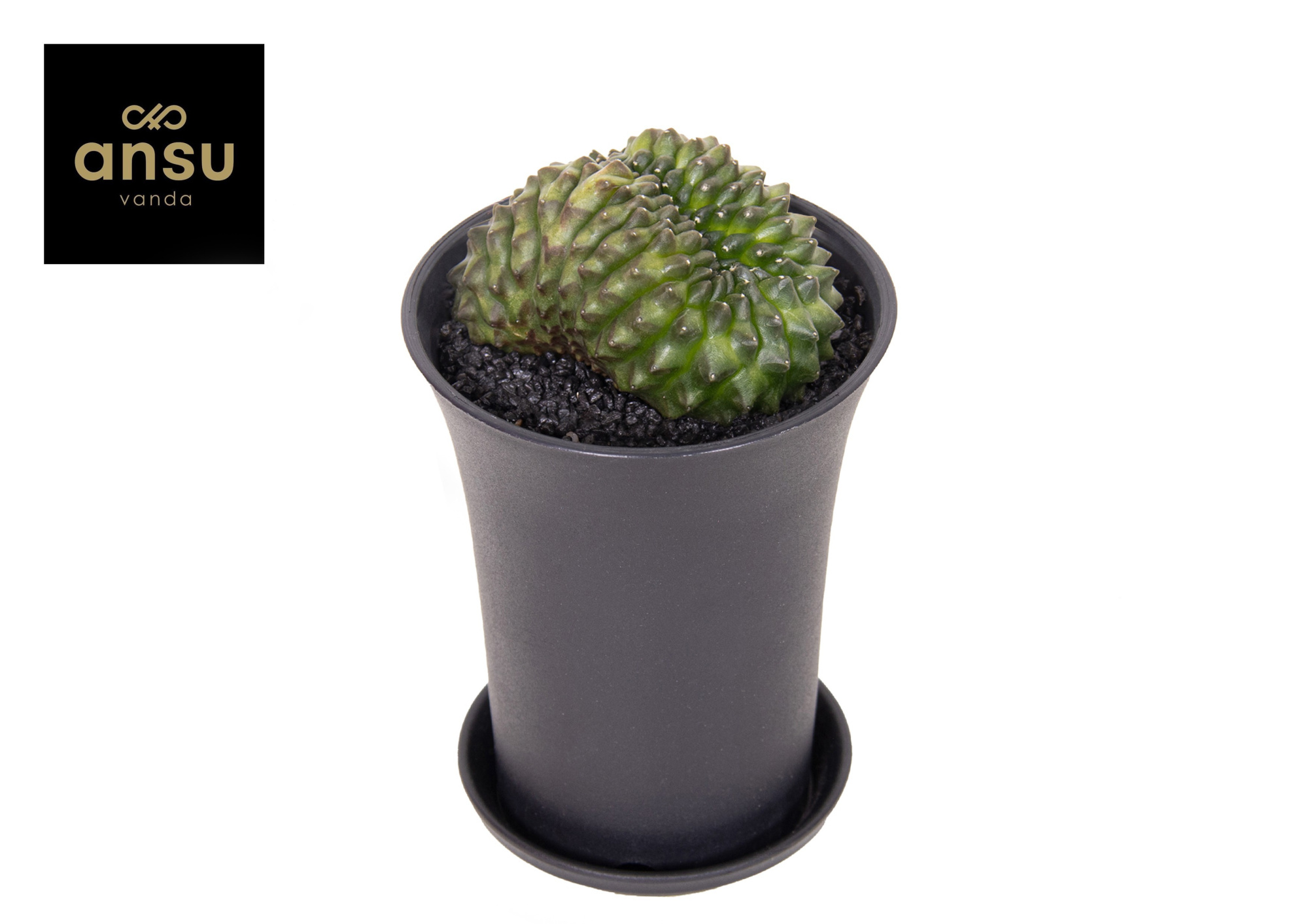 Gymno Cactus 'Spineless' Bridge XL, D 10