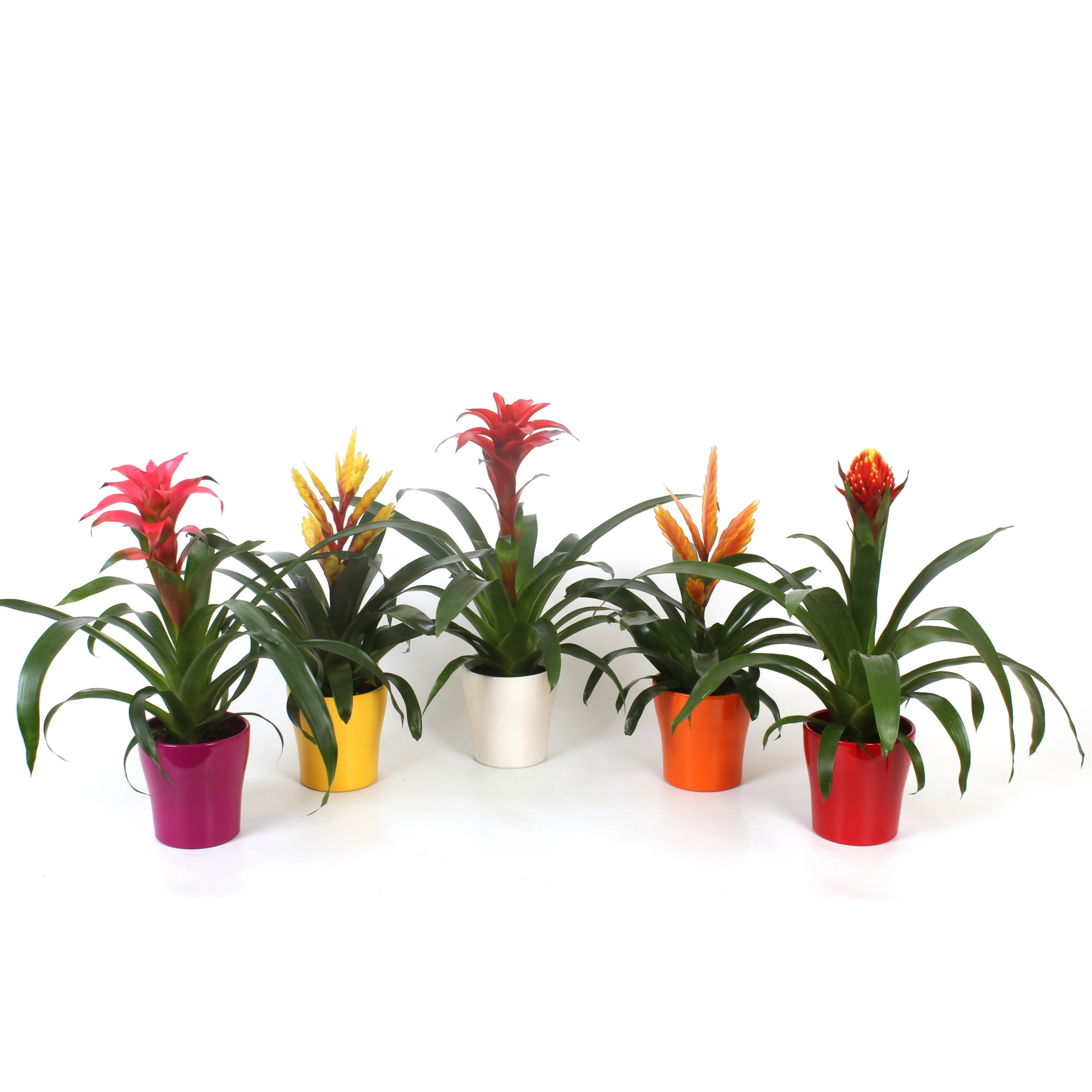 Bromelia Excellent mix in pot Anna, D 13 cm