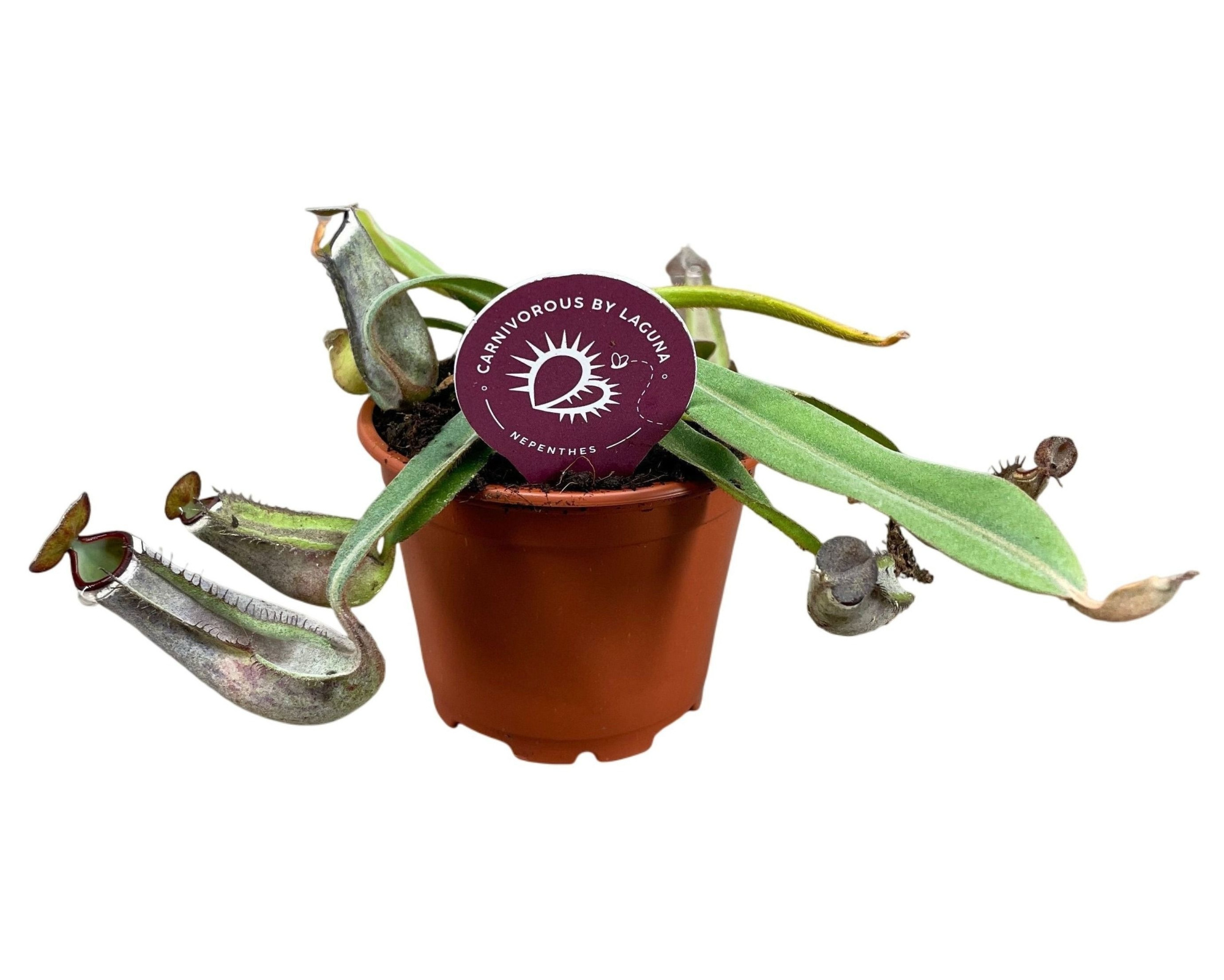 Nepenthes Albomarginata 8,5 cm, D 8,5