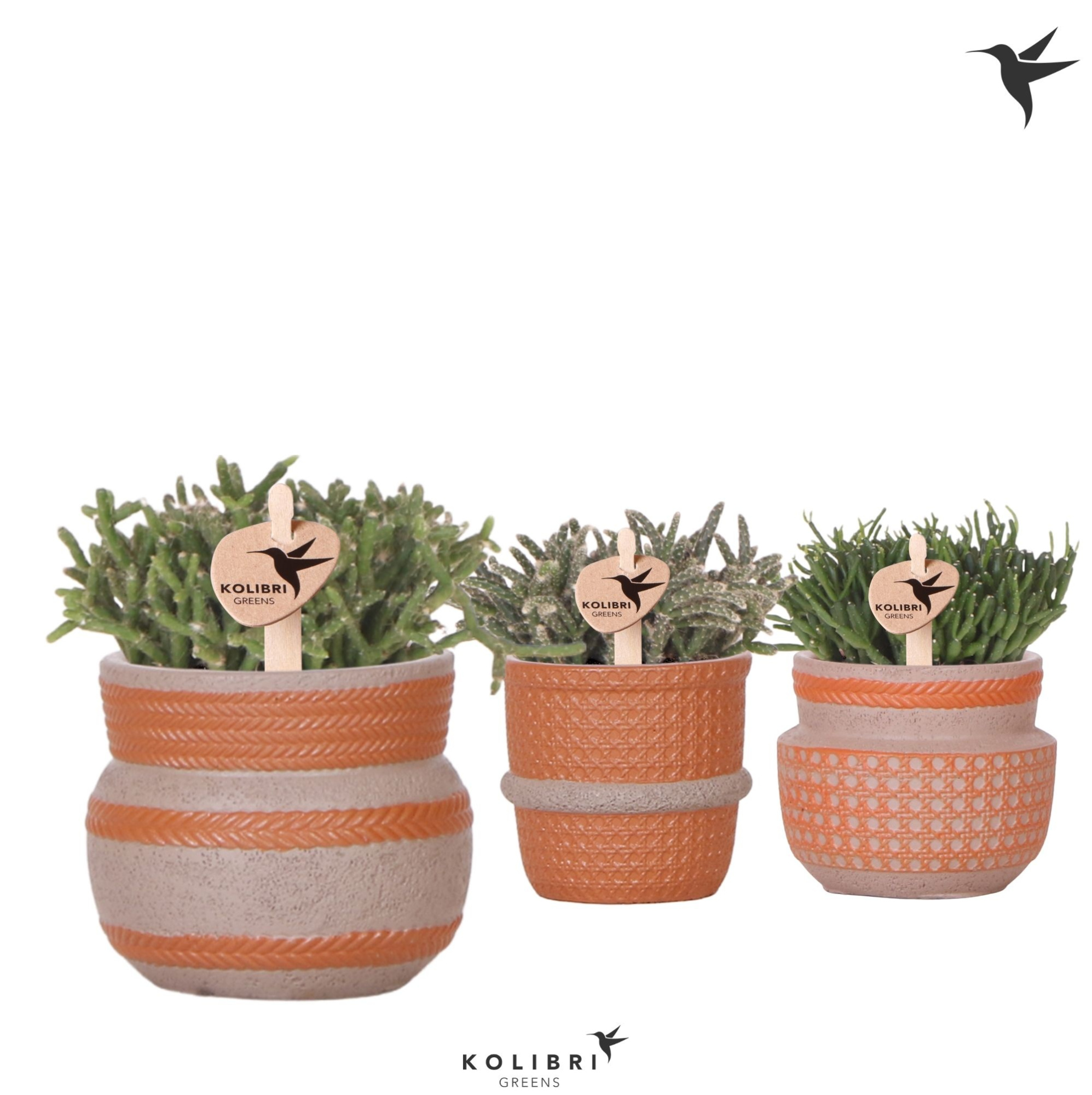 Kolibri Greens Rhipsalis mix in Ethnic pot terracotta mix, D 6 cm