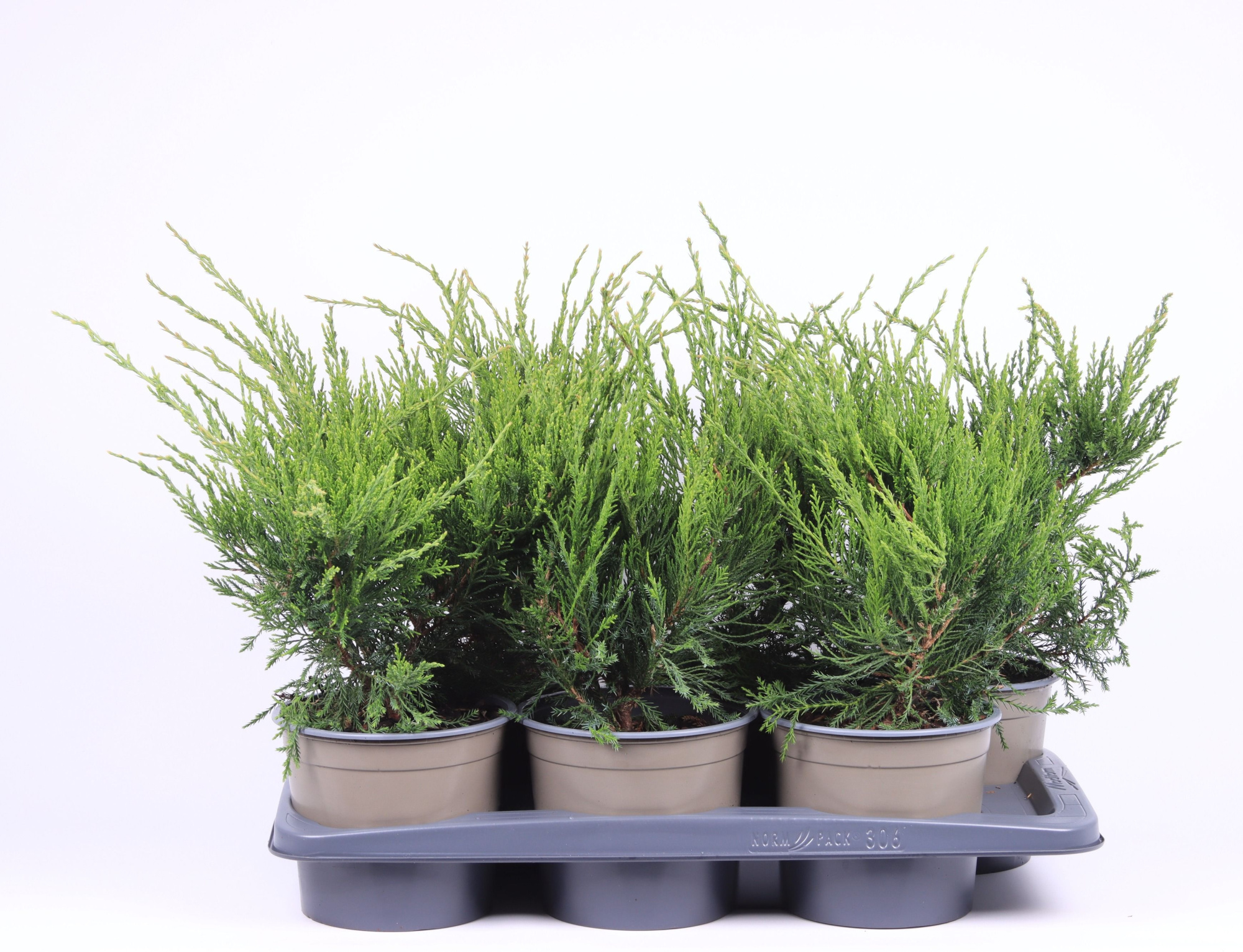 Juniperus x pfitzeriana 'Mint Julep', D 17 cm