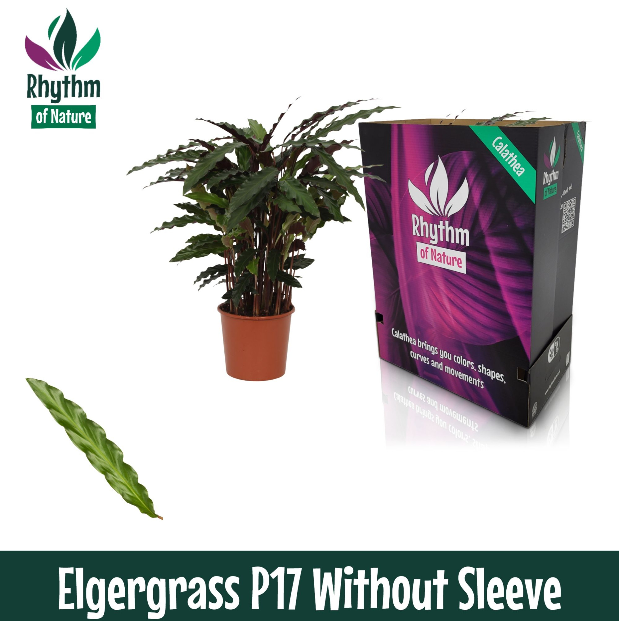 Calathea 17cm Elgergrass Rhythm of Nature zonder hoes, D 17 cm