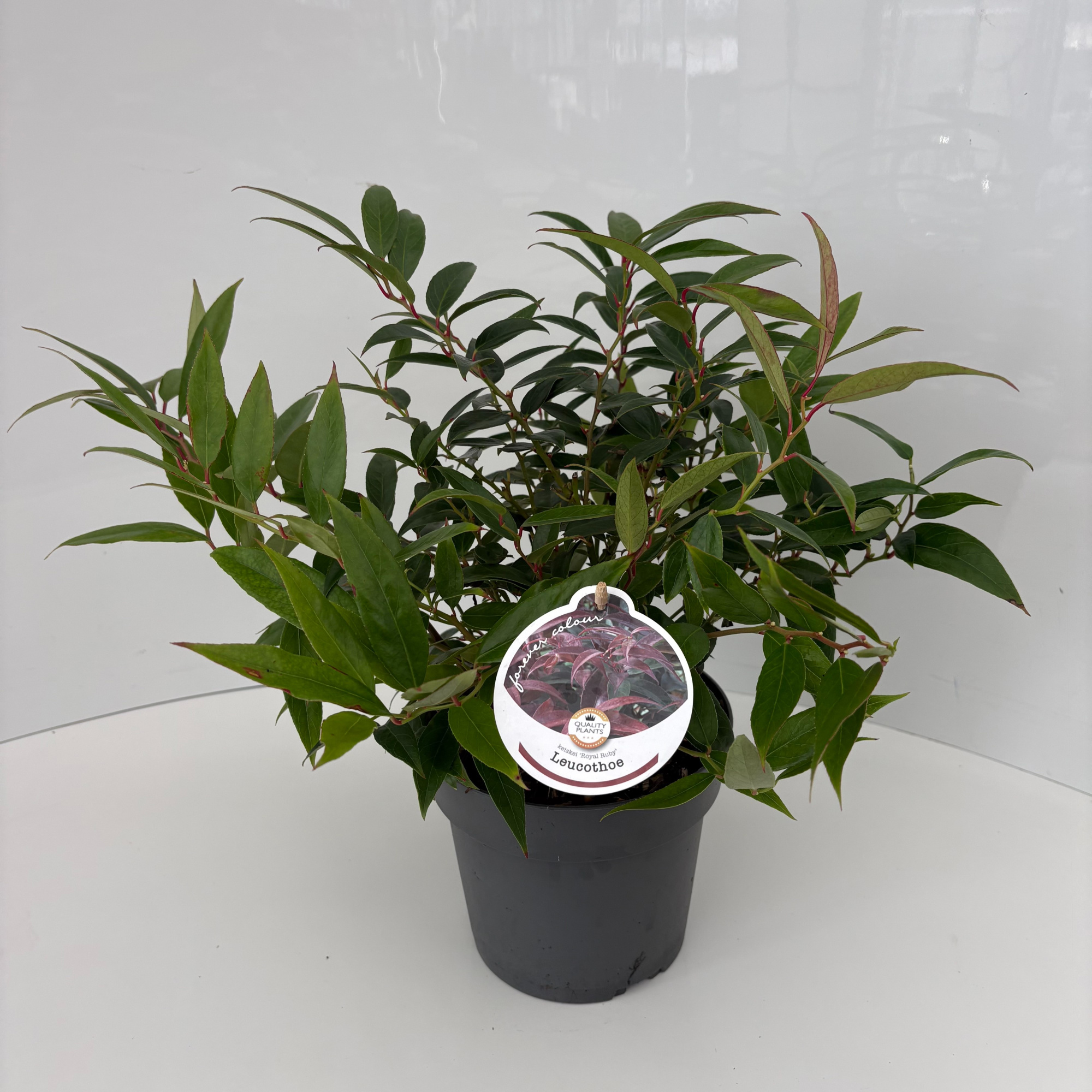 Leucothoe keiskei 'Royal Ruby', D 17 cm