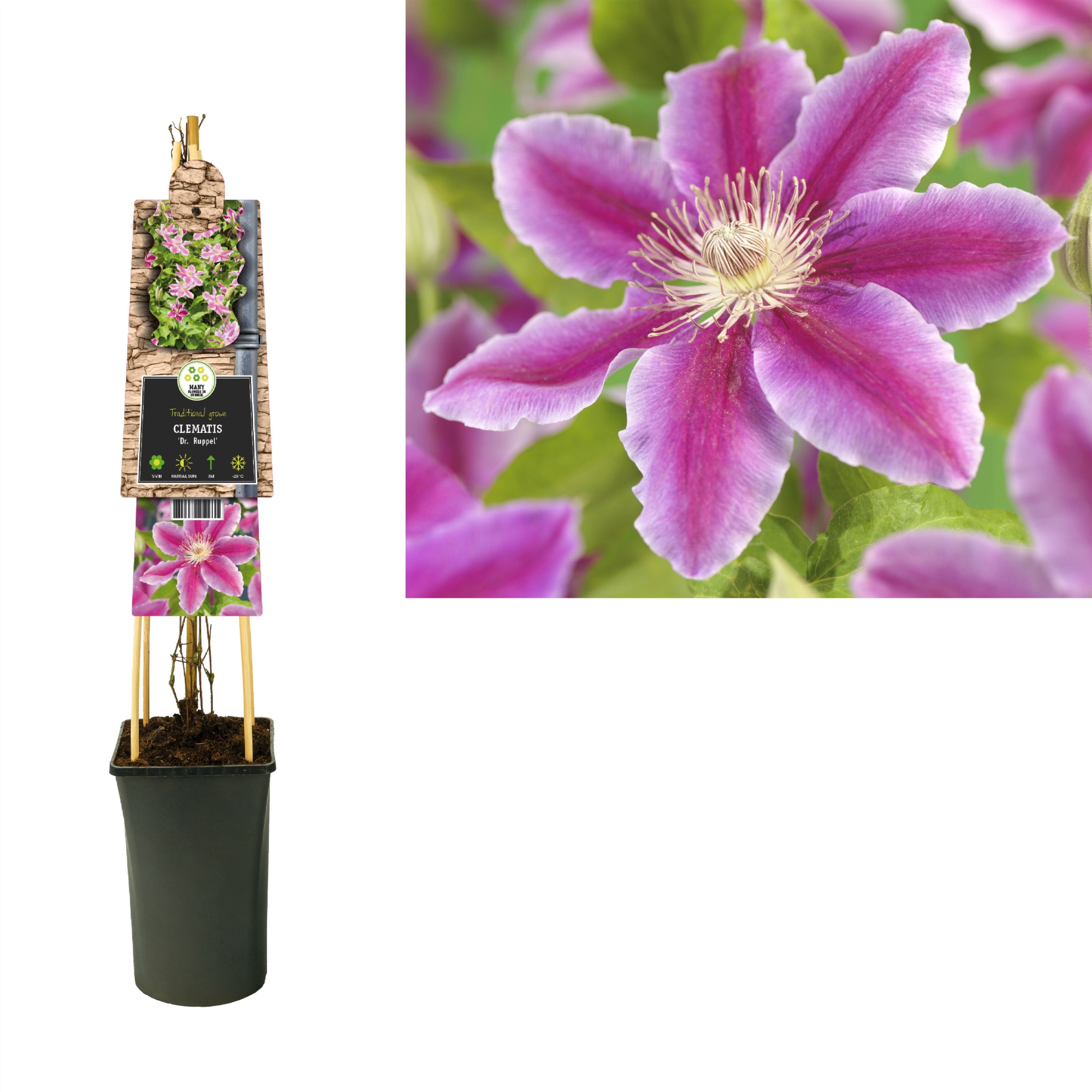 Clematis 'Dr. Ruppel' +3.0 label, D 17 cm