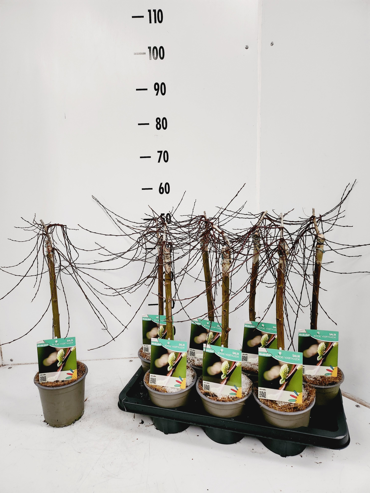 Salix repens Voorthuizen, D 14