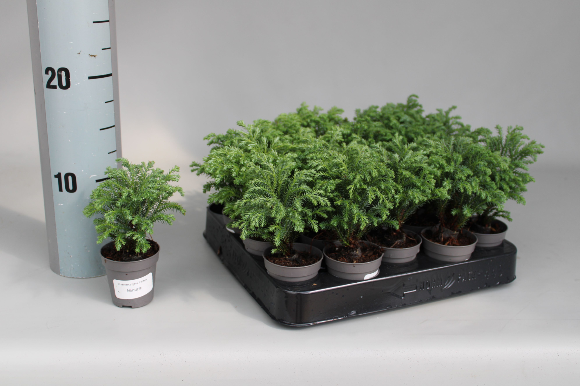 Chamaecyparis Pisifera Minta P5,5, D 5,5 cm