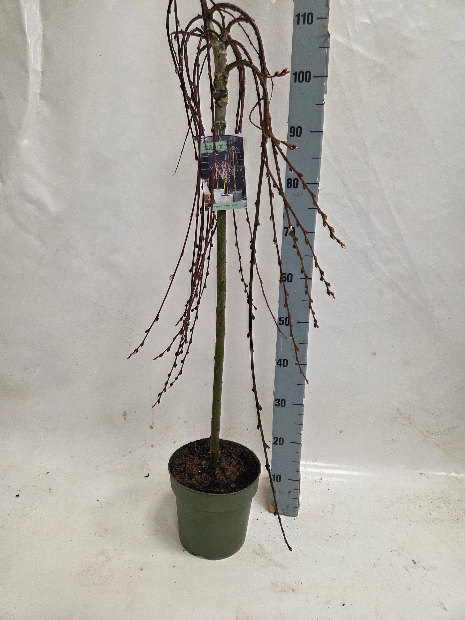 salix caprea kilmarnock groene pot, D 21
