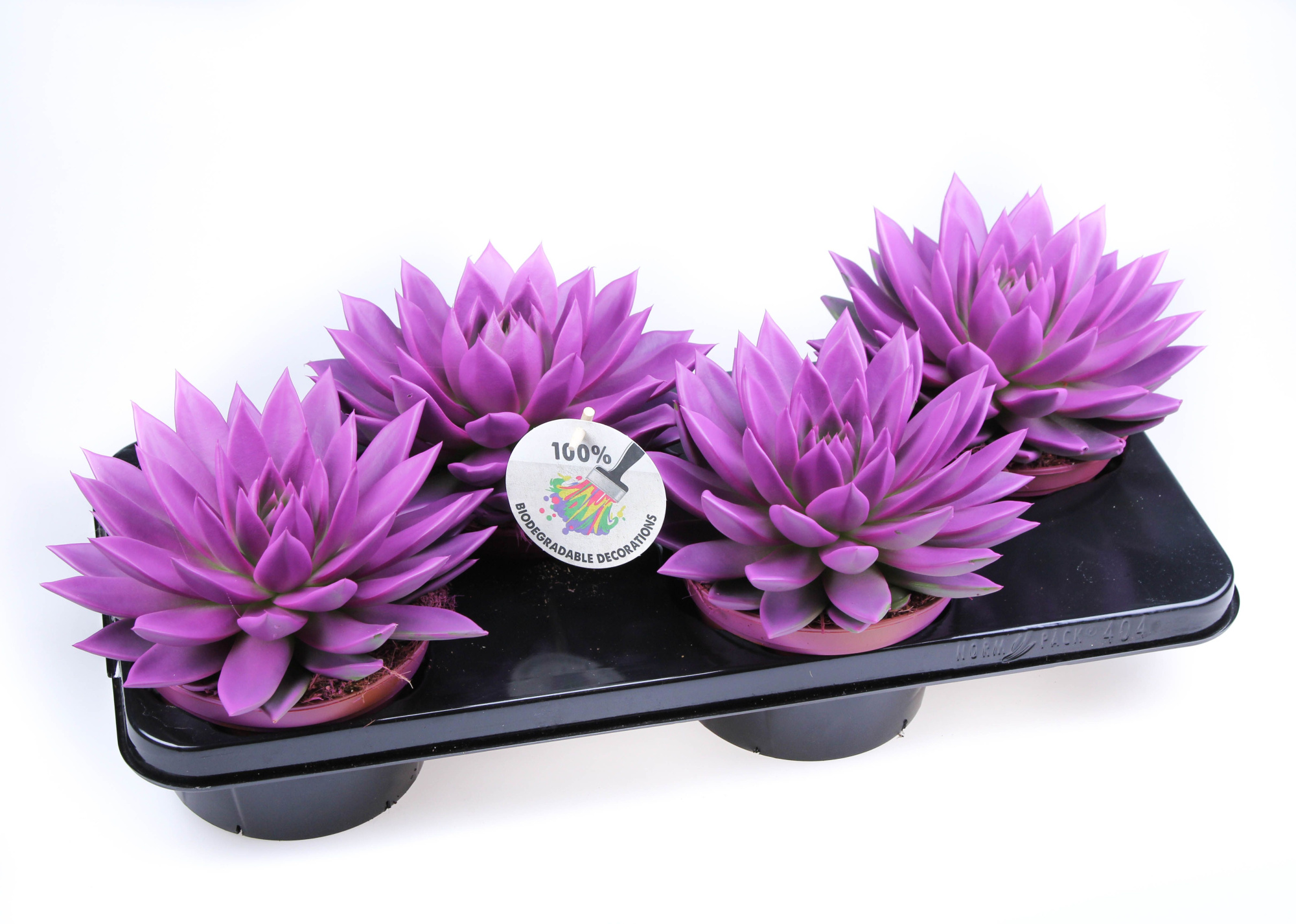 Rainbow fuchsia, D 15 cm