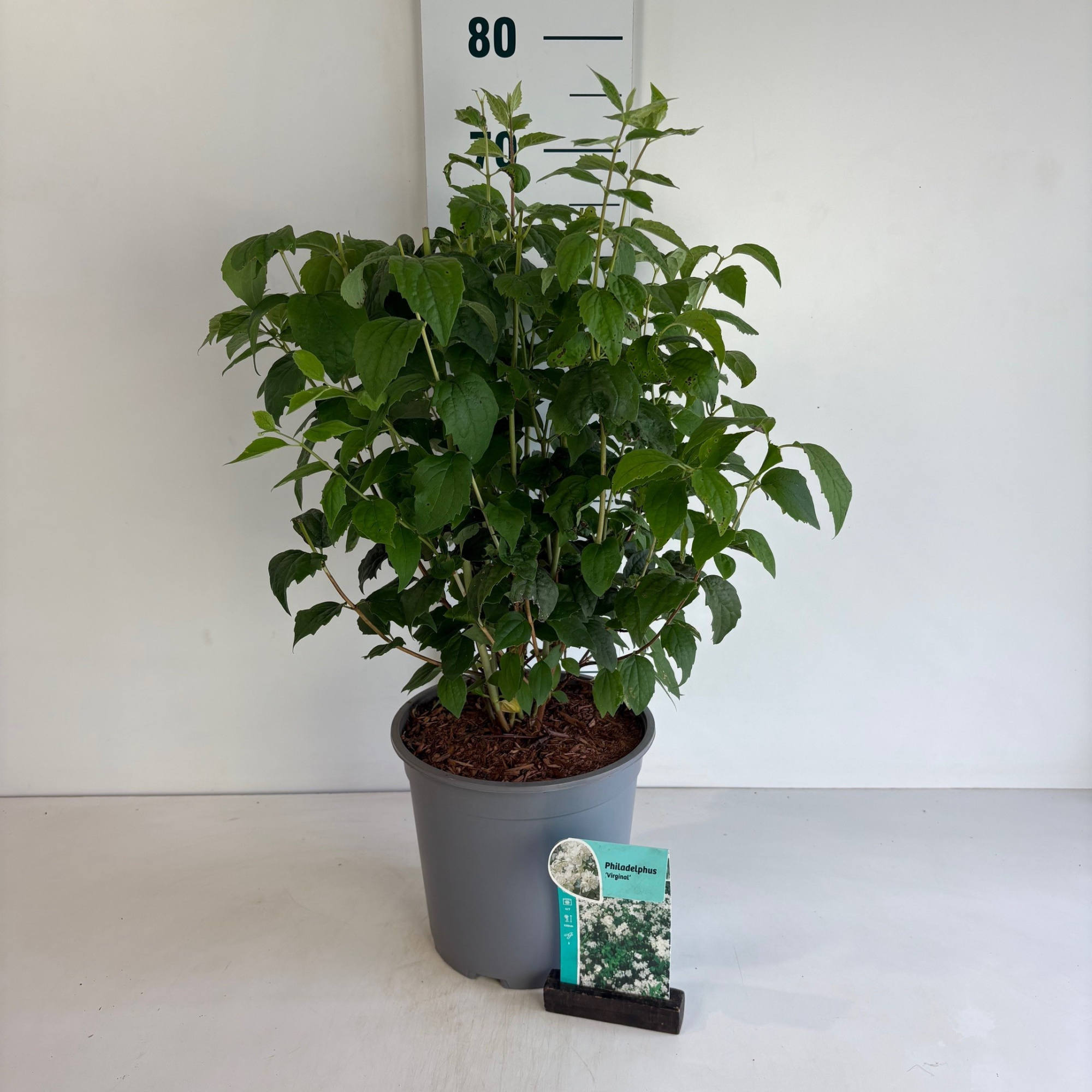 Philadelphus Virginal, D 24 cm