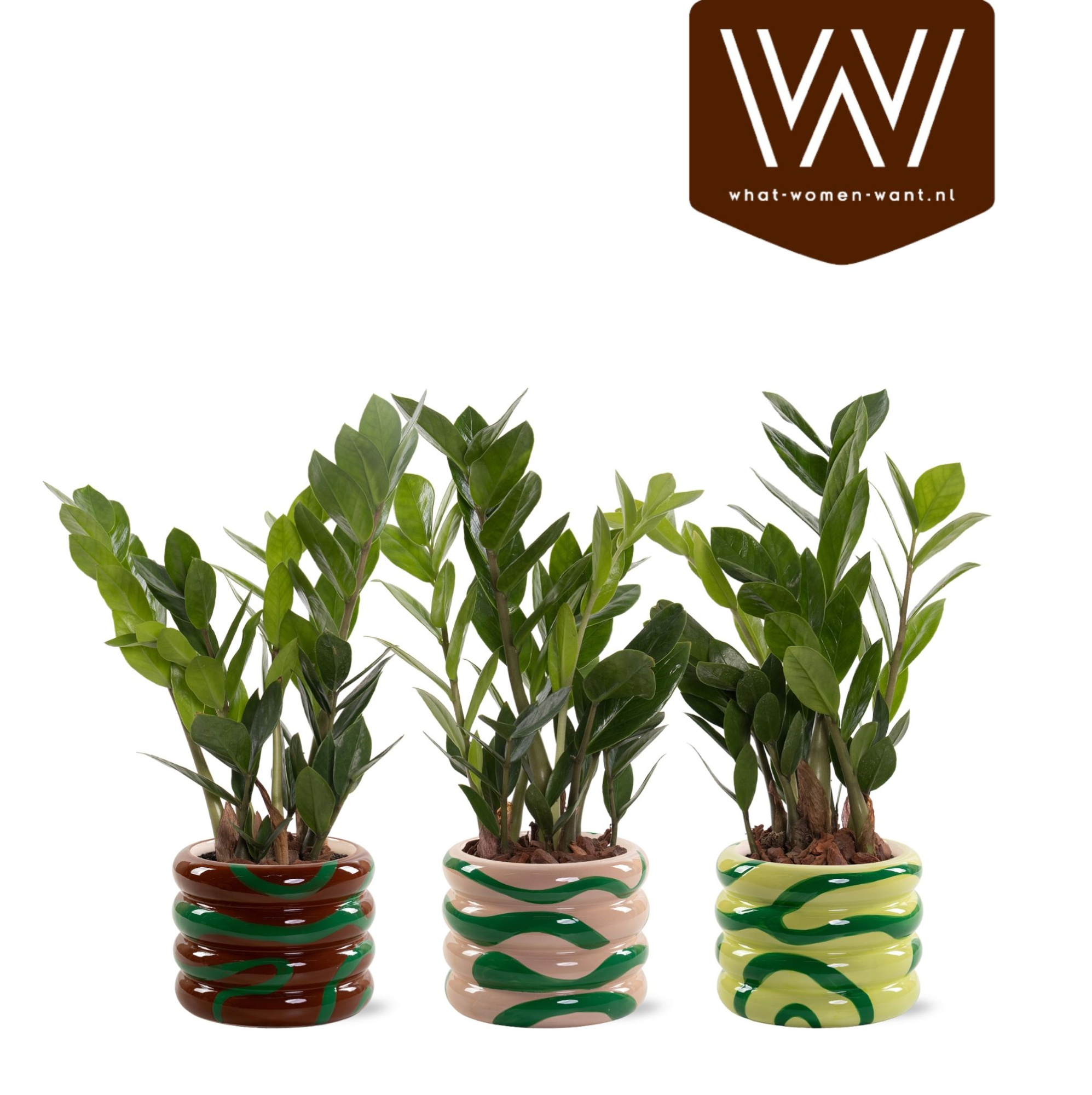 Zamioculcas in pot Mees, D 10,5 cm