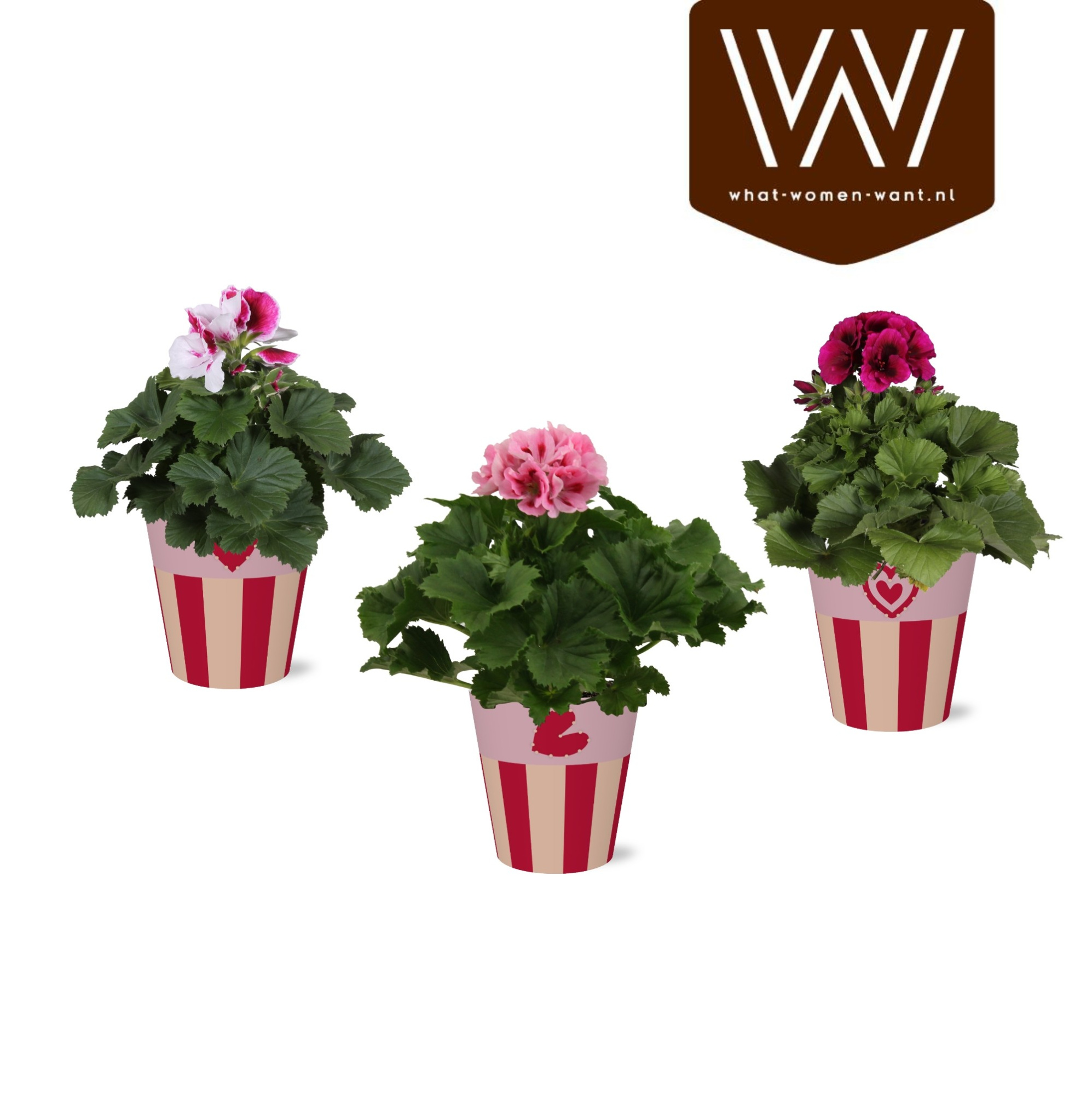 Collectie 'Sympathetic Moods' Pelargonium in Smartcup Romee, D 13