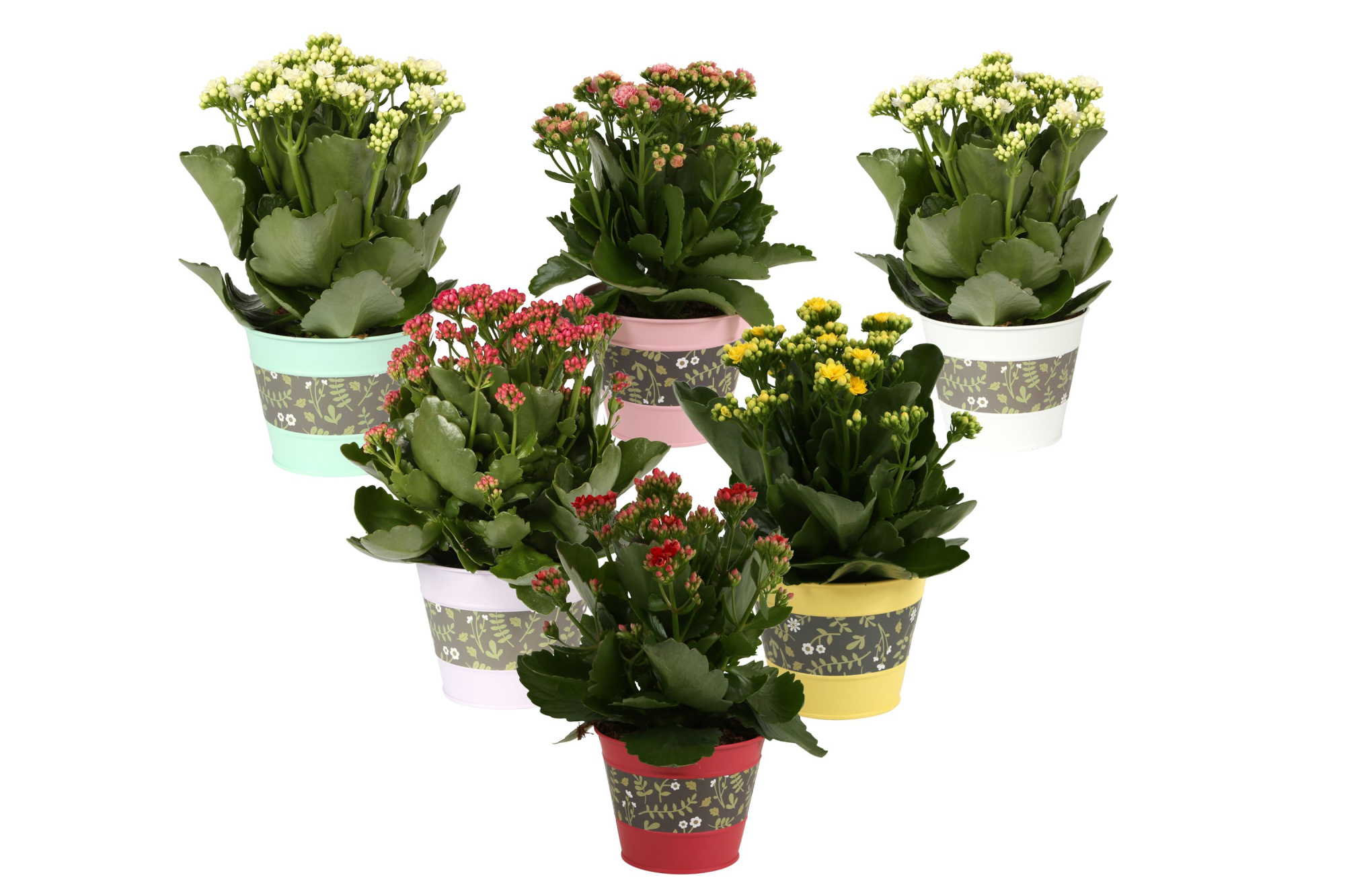 KP-781.1 -Kalanchoe Rosalina 12cm in bloemzink, D 12