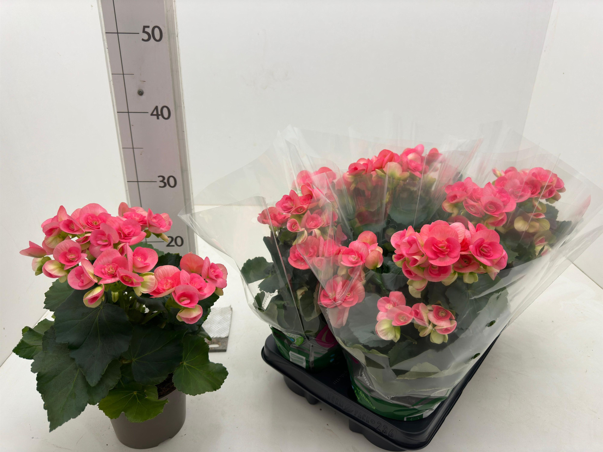 Begonia elatior T13 Rosa, D 13
