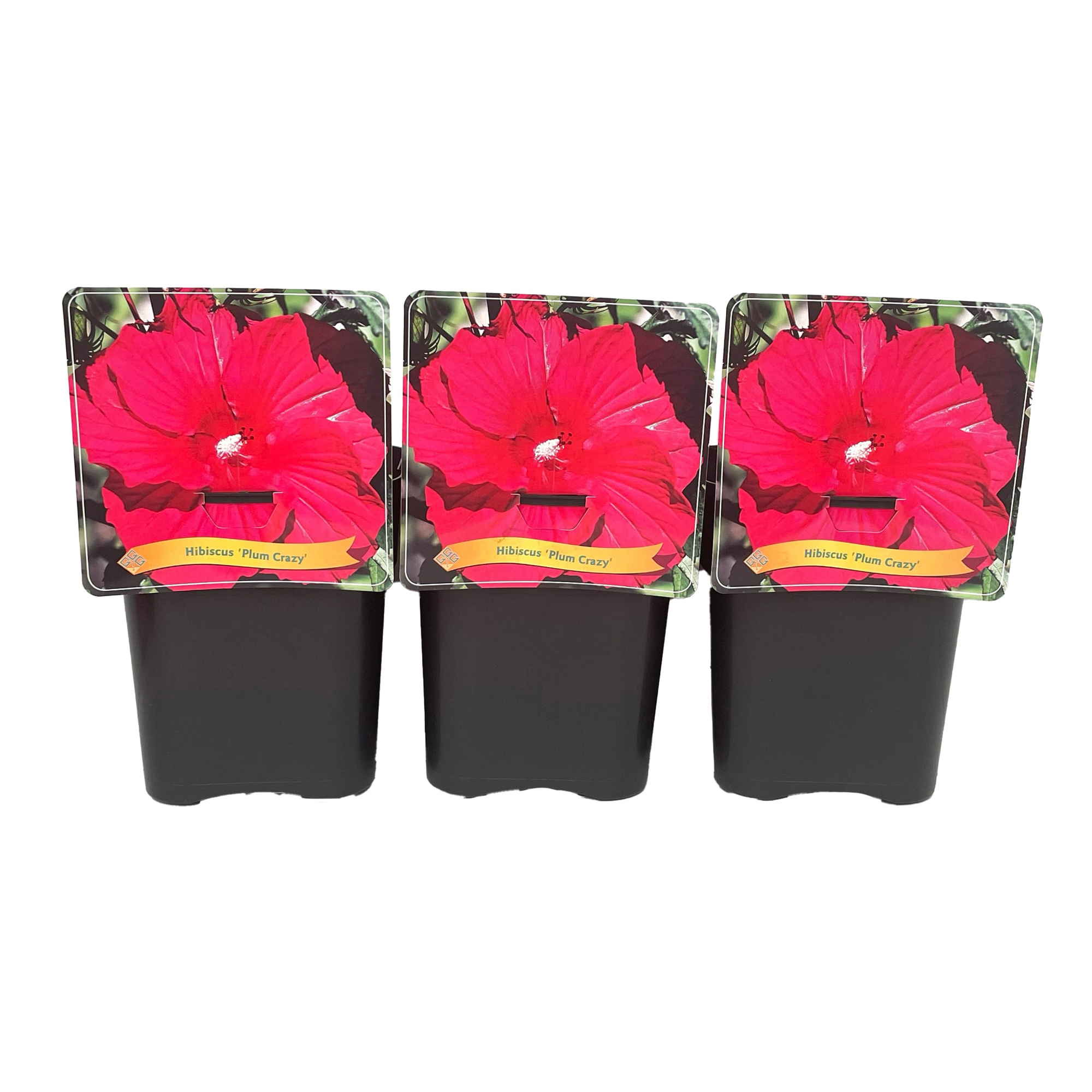 Hibiscus 'Plum Crazy' C5, D 21 cm