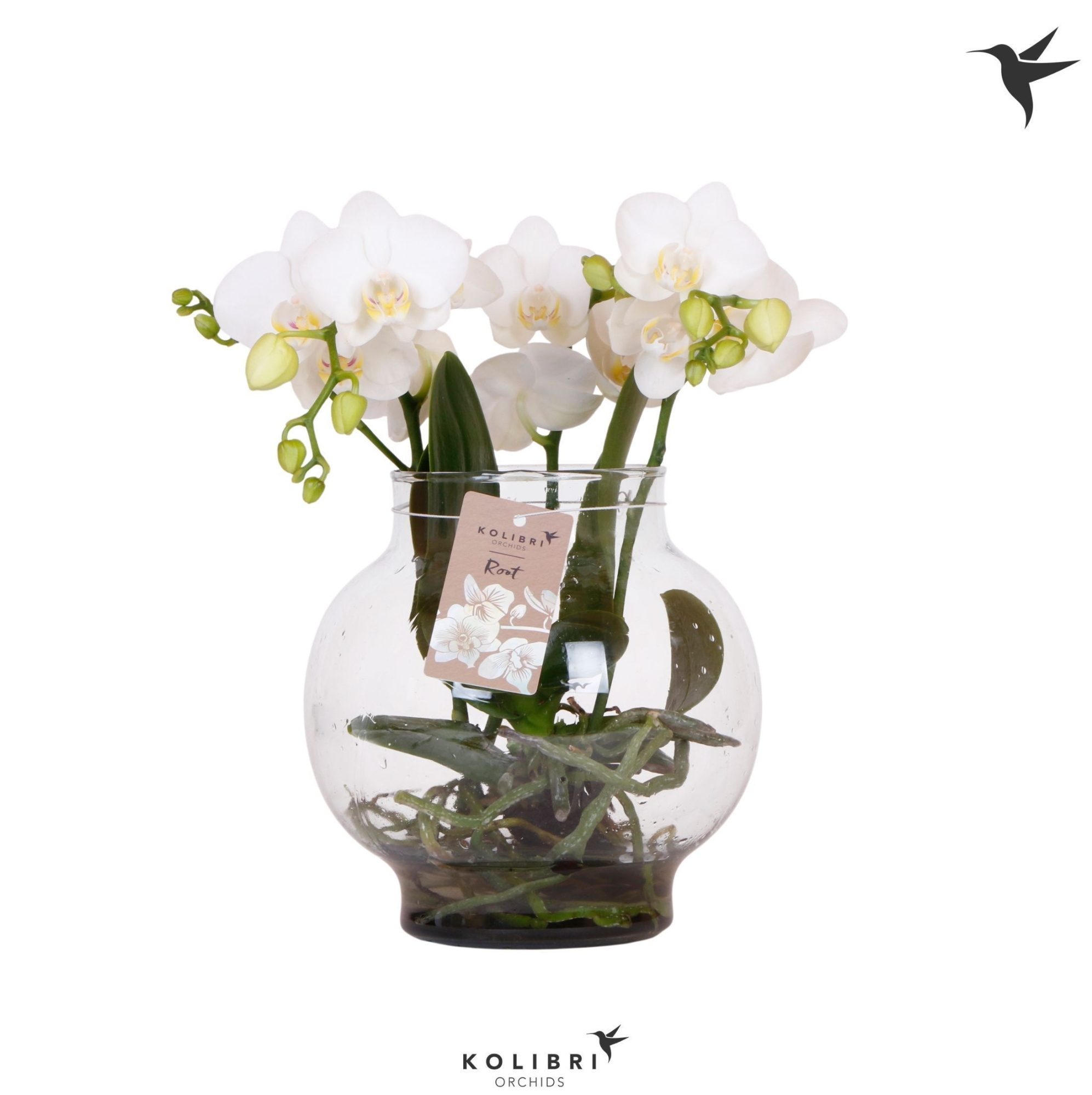 Kolibri Orchids Phalaenopsis Roots white in glas bowl transparan, D 16