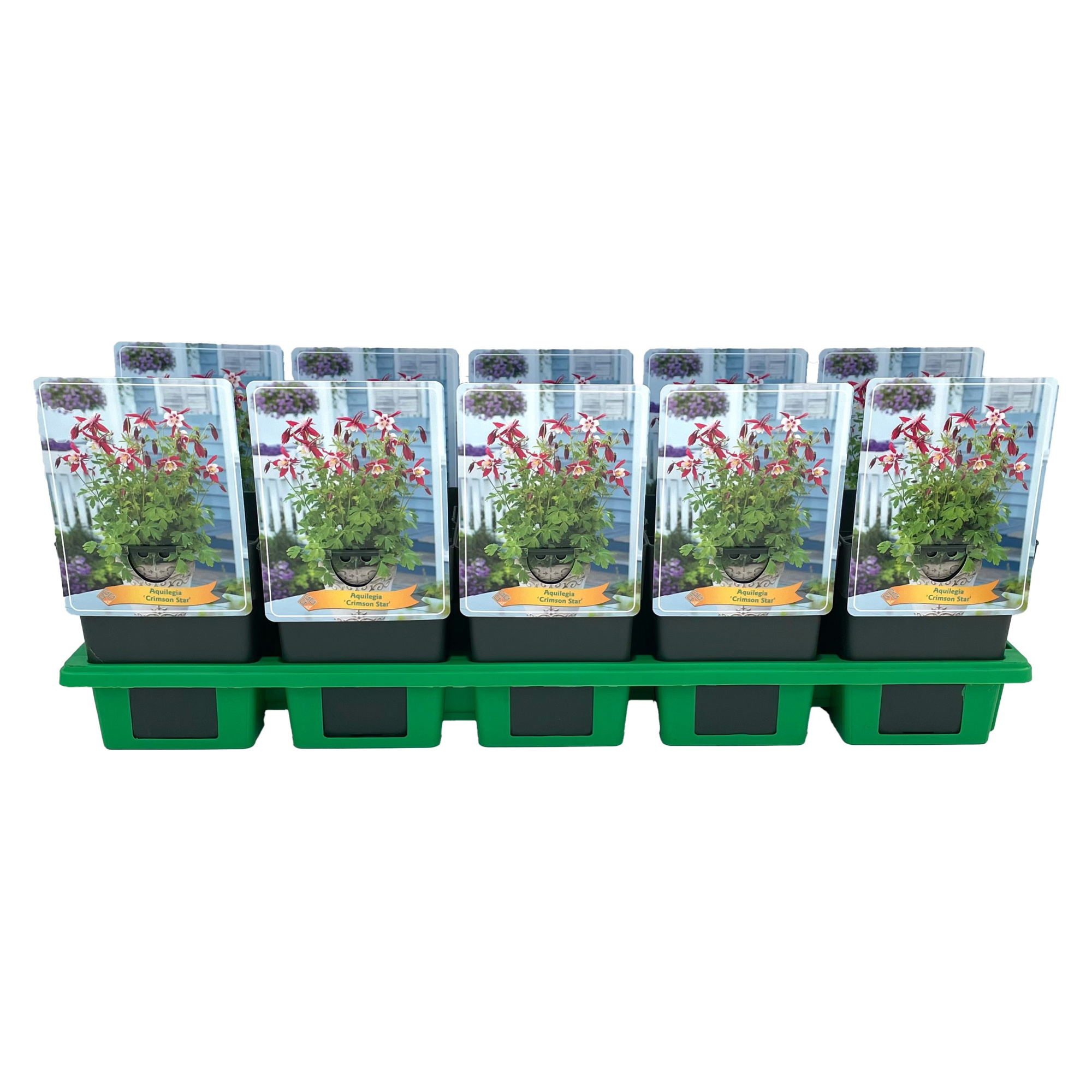 Aquilegia 'Crimson Star' P11, D 11 cm