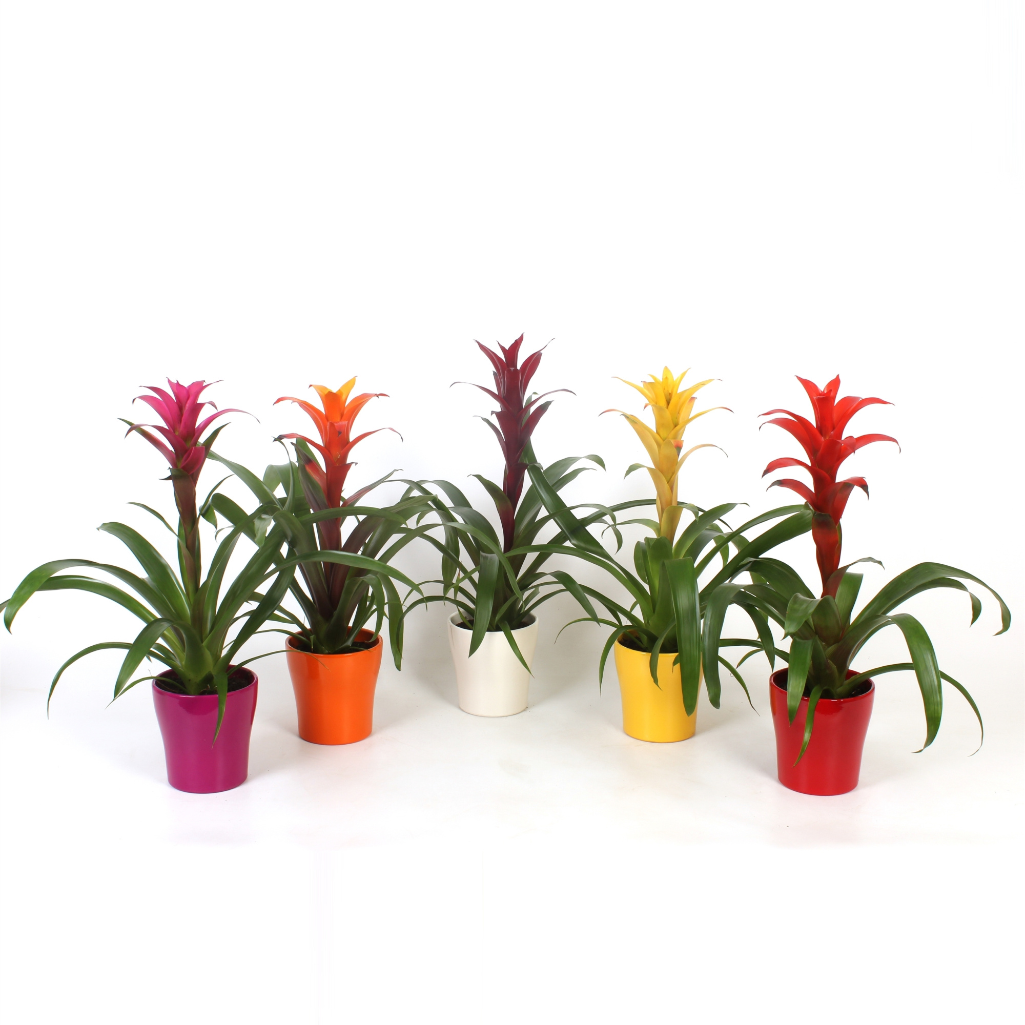 Guzmania gemengd in gekleurd keramiek, D 13 cm