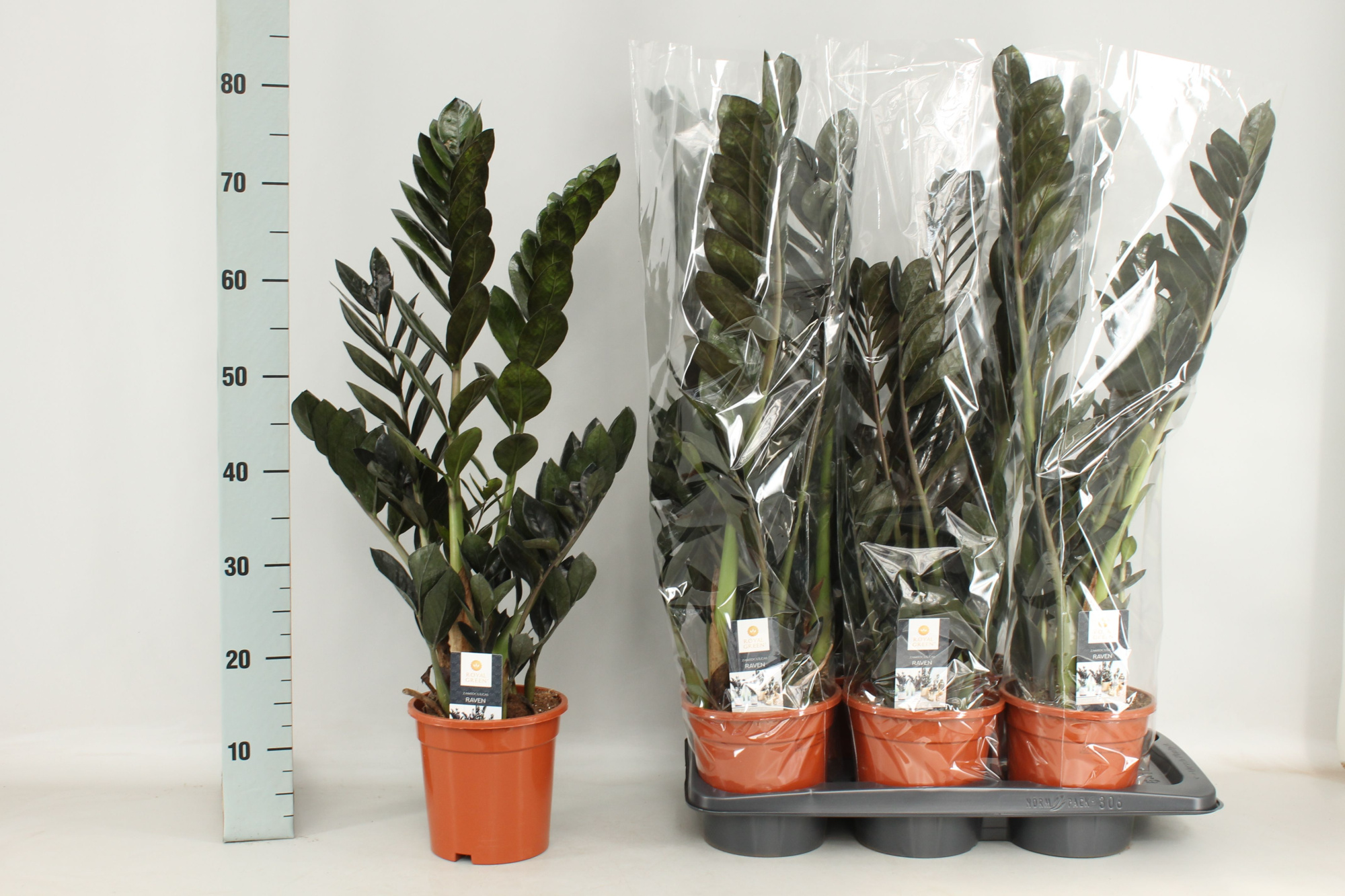 Zamioculcas Raven 17cm, D 17 cm