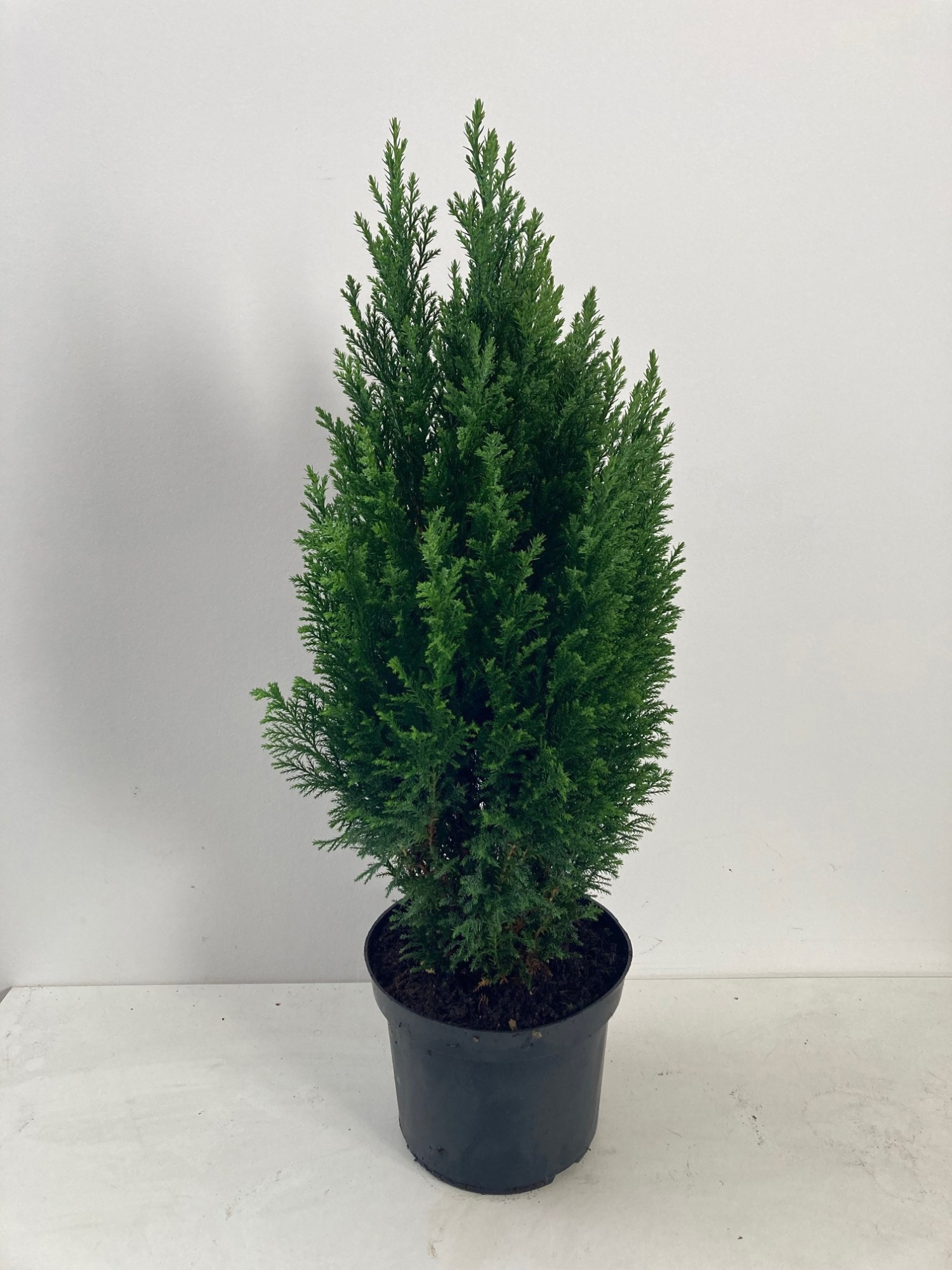 Chamaecyparis law. Ellwoodii, D 17 cm