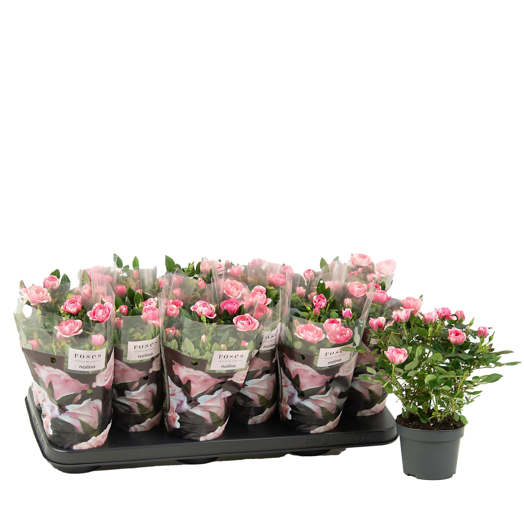 Nolina Roses Special Ø 10,5 cm. Vieve, D 10,5