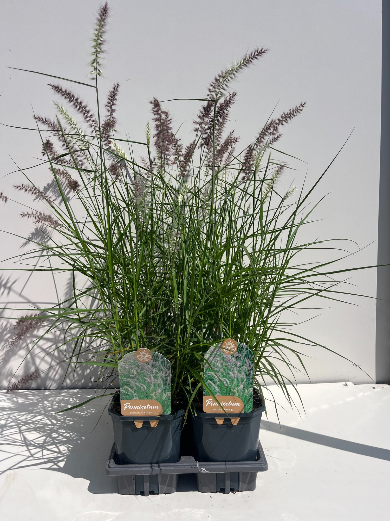 Pennisetum Orientale Flamingo, D 17 cm