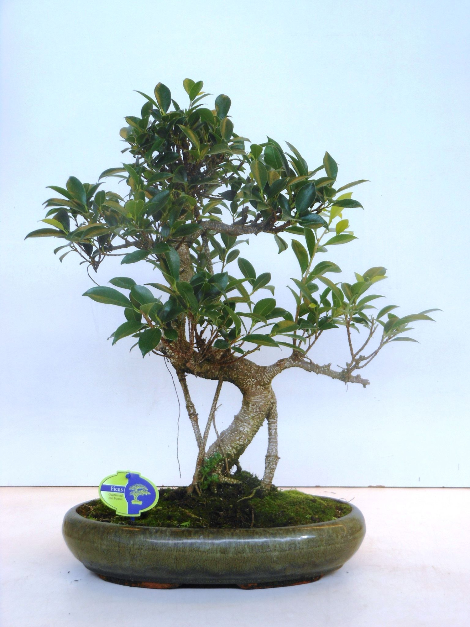 Ficus retusa, 39cm., shape, without drip tray, D 39
