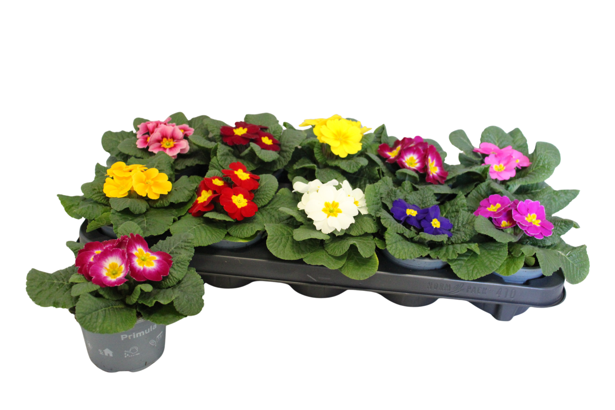 Primula acaulis Gemengd 10,5 cm, D 10,5