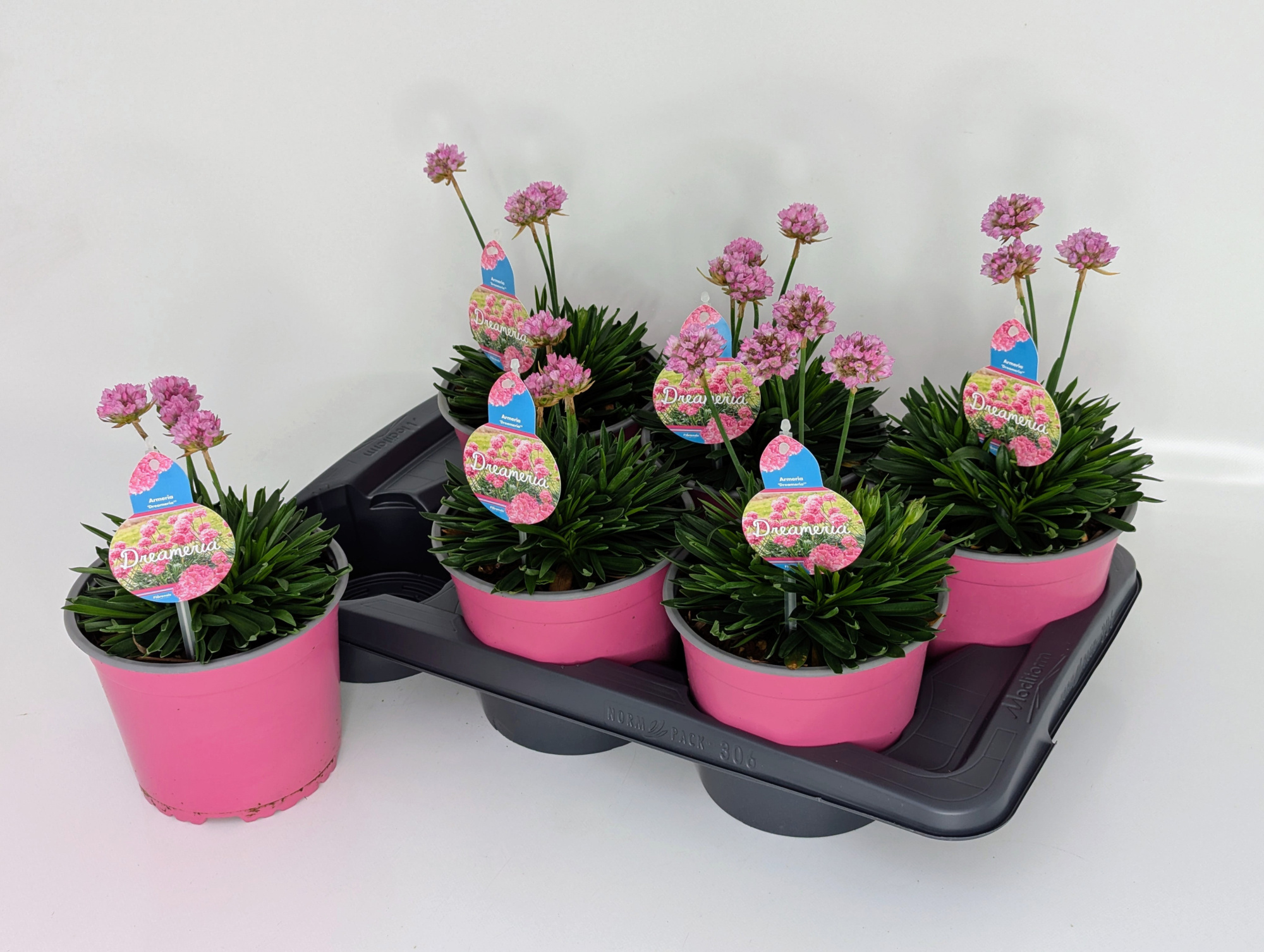 Armeria Dreameria Mix T17 - Daydream, D 17