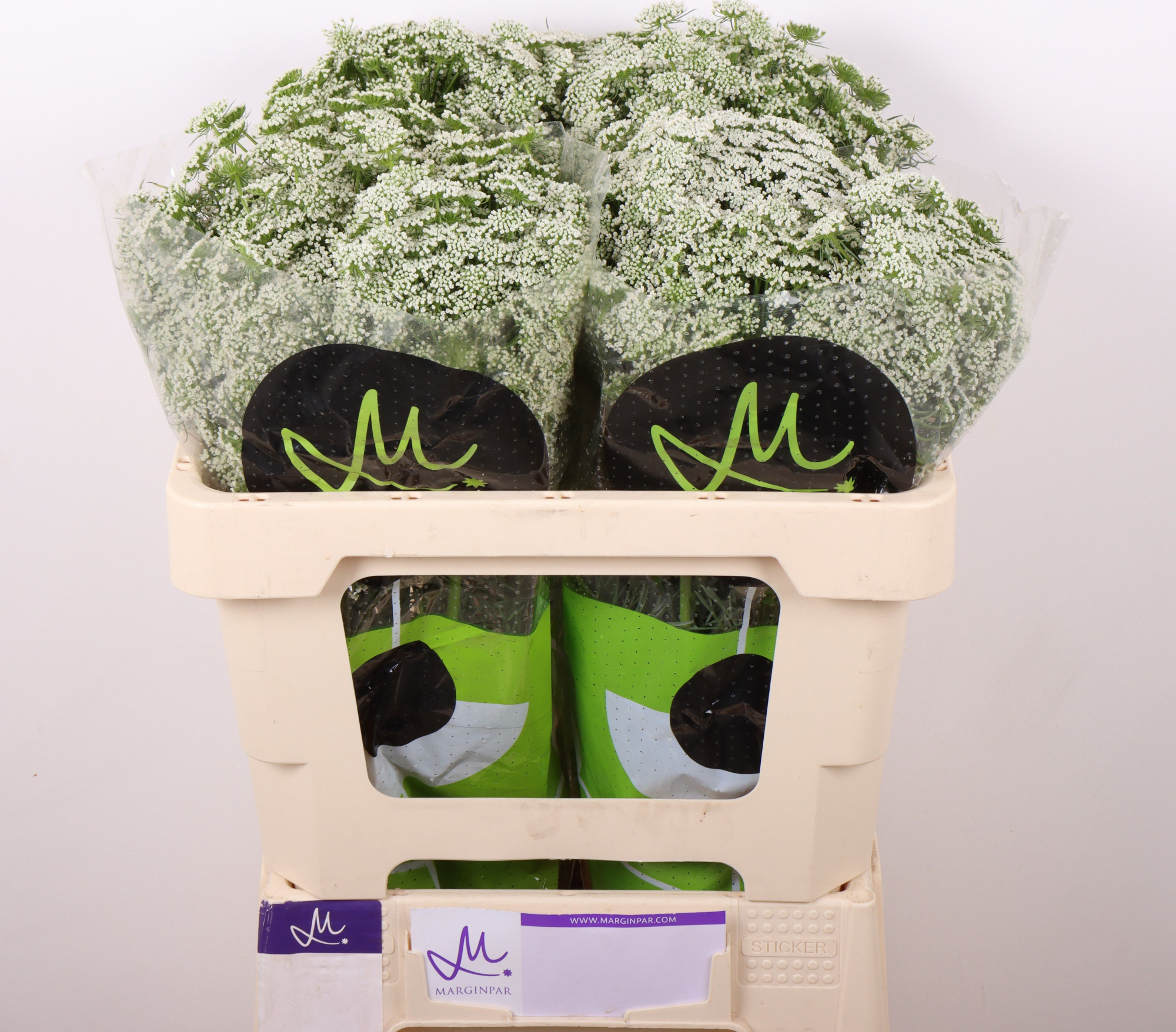 Амми Виснага Касабланка 50 (бел.), шт.