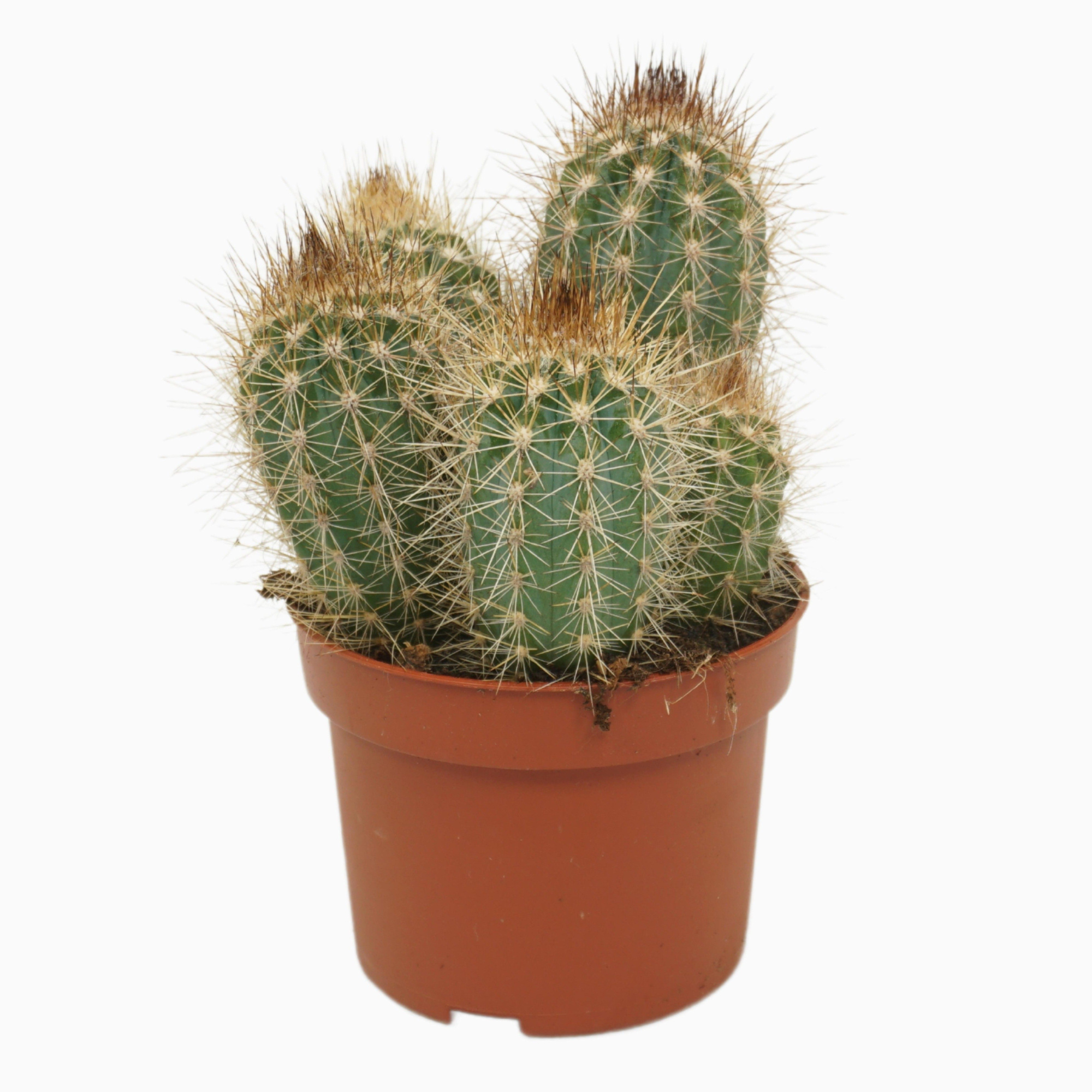 Pilosocereus braunii 10,5 cm, D 10,5 cm