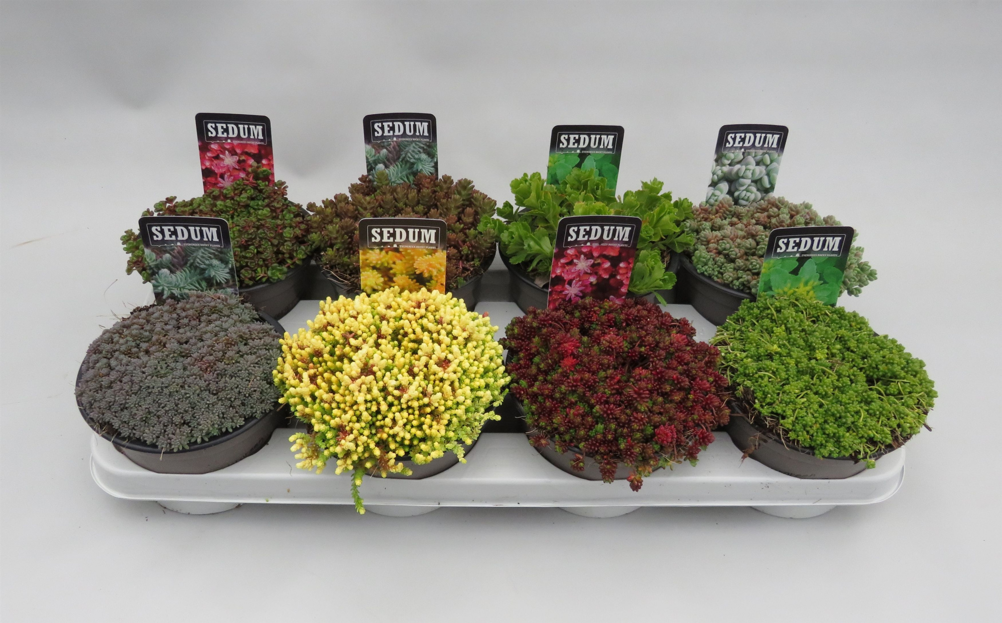 Sedum mix 14cm, D 14 cm