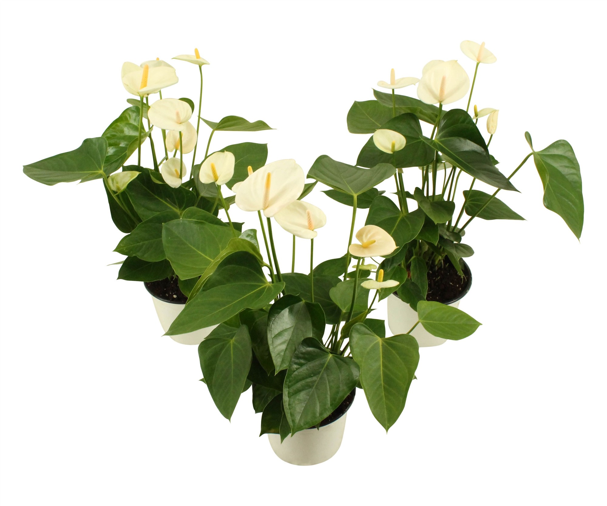 Anthurium XL.3 Sakura White 14cm, D 14 cm