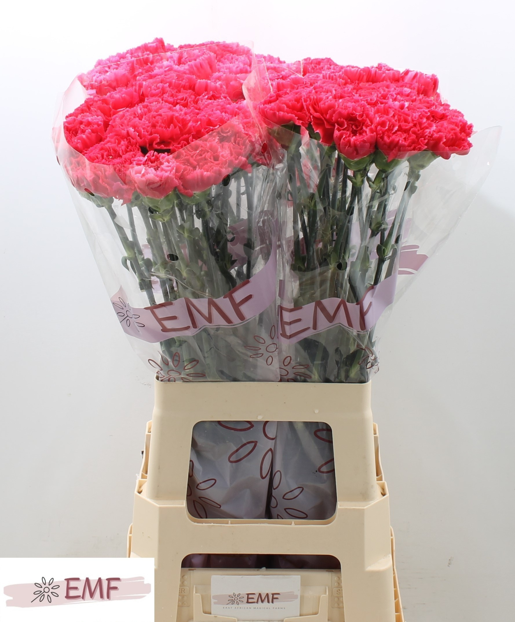 Диантус од. Бизет, шт.