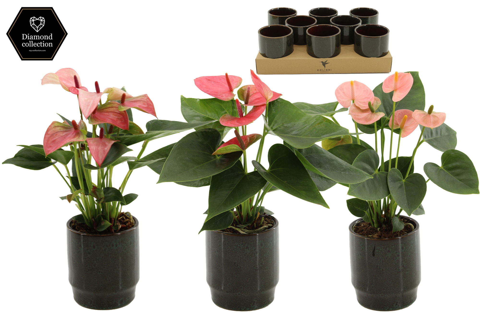 Anthurium 9 cm - 3 color mix in Classy Green ceramics, D 9