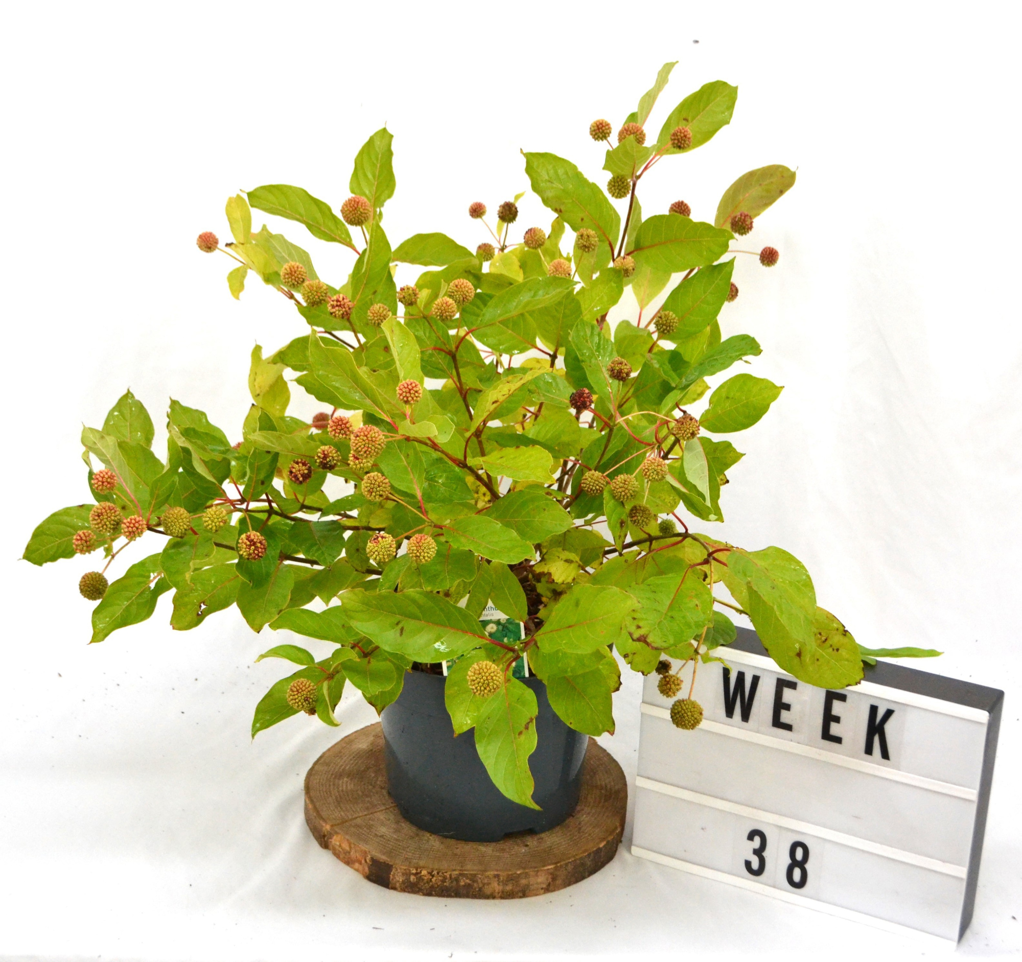 Cephalanthus occidentalis C5 50-70, D 23 cm