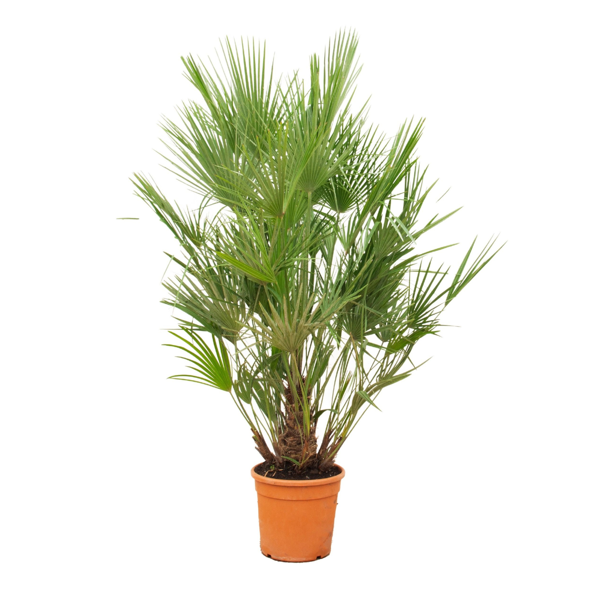 Chamaerops Humilis - 190cm, D 30 cm