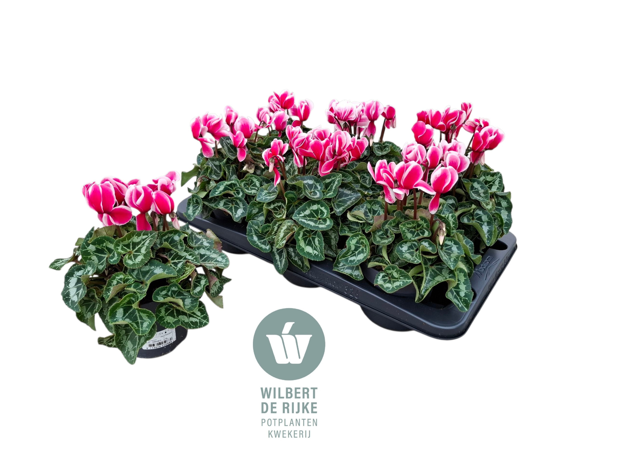 Cyclamen Midi Super Serie Allure Fuji (Cyclaam), D 12 cm