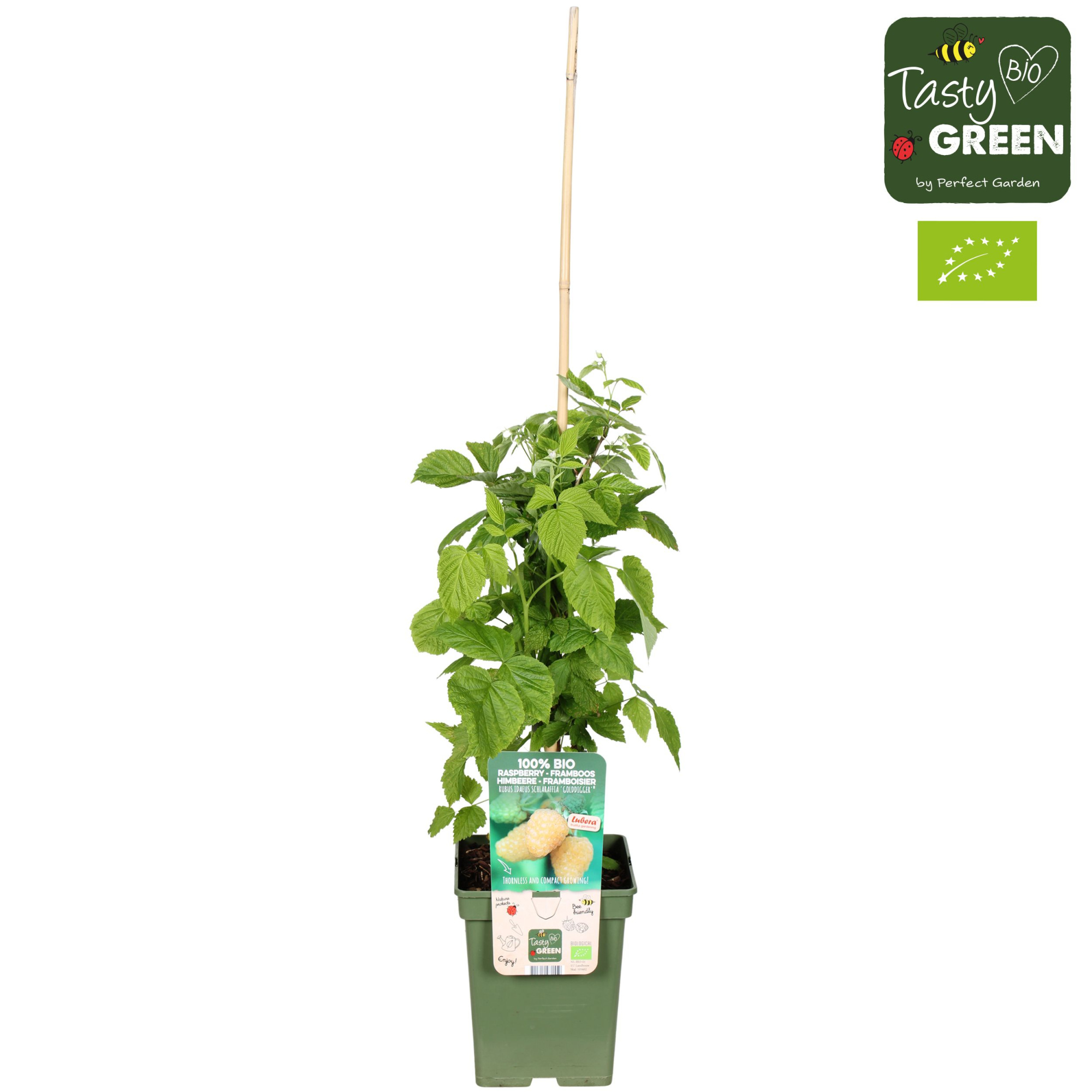 Rubus idaeus Schlaraffia 'Golddigger'® Bio P23, D 23 cm
