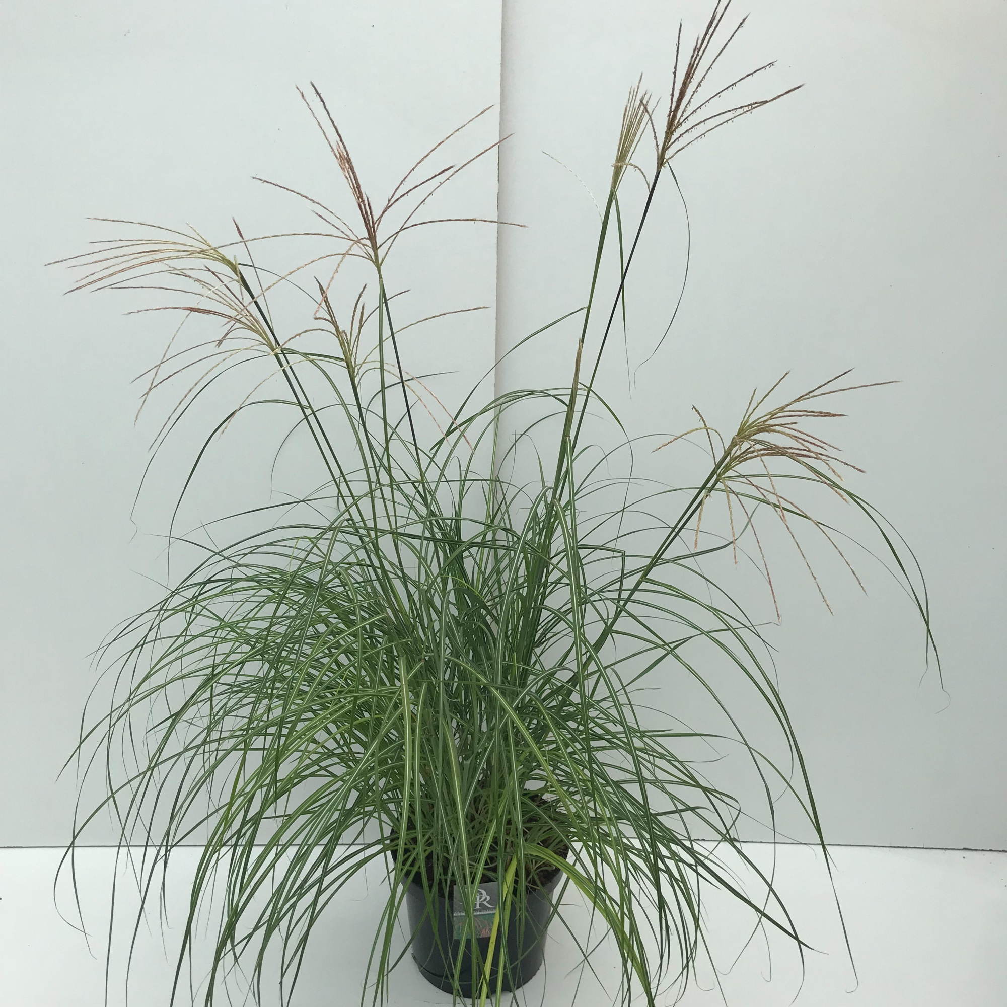 Miscanthus 'Flamingo', D 29 cm