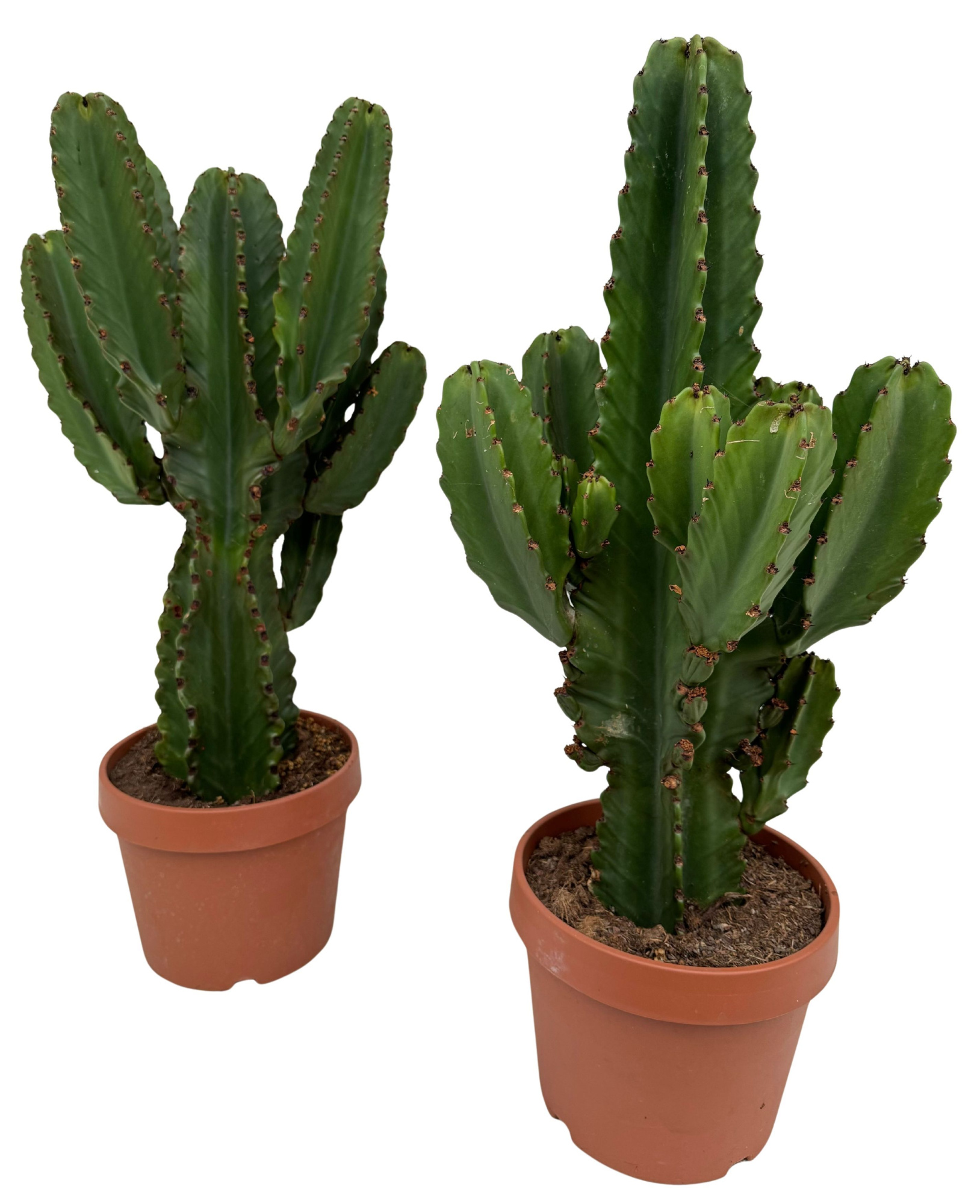 Euphorbia ingens P26, D 26
