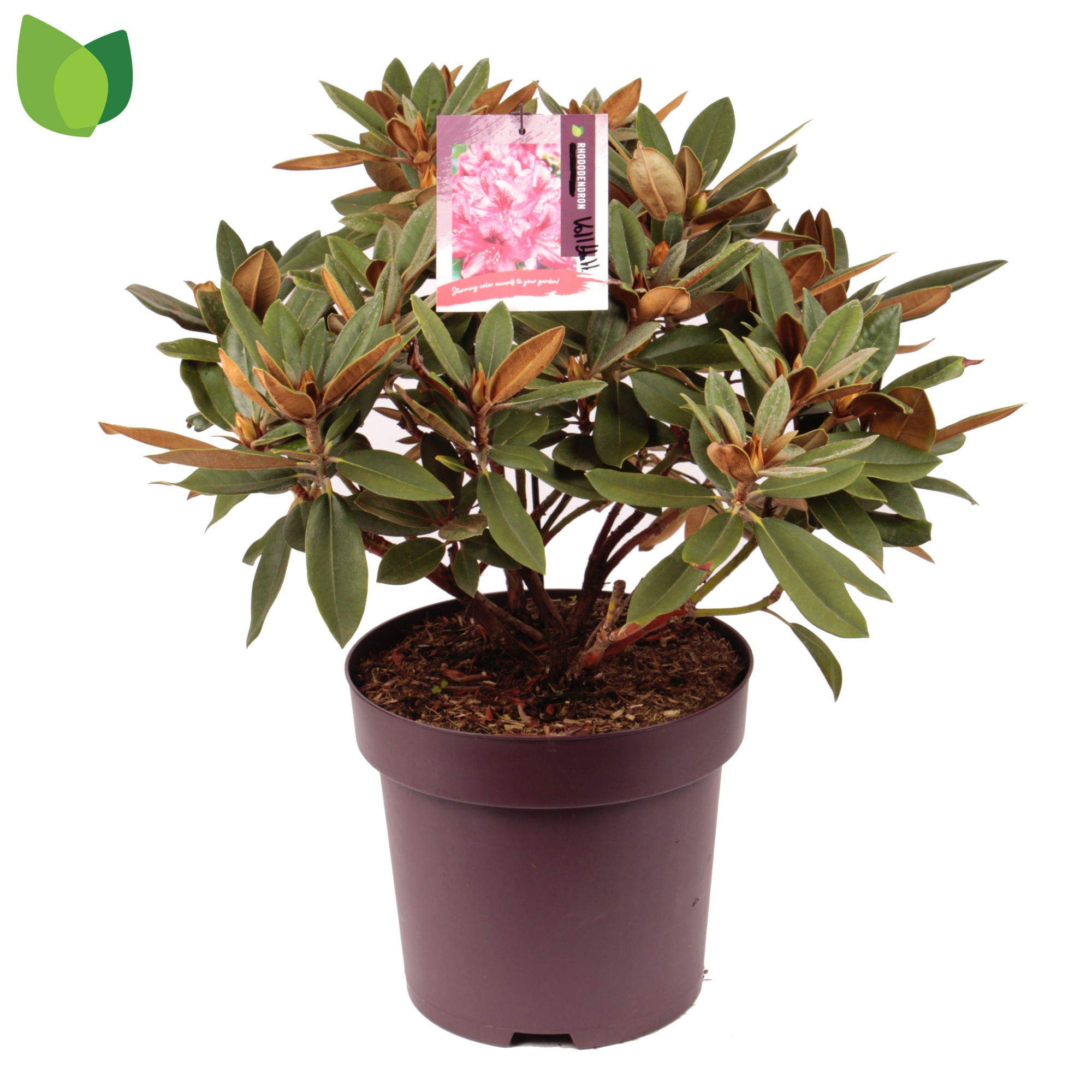 Rhododendron yakushimanum 'Volblutt' C13/P31, D 31