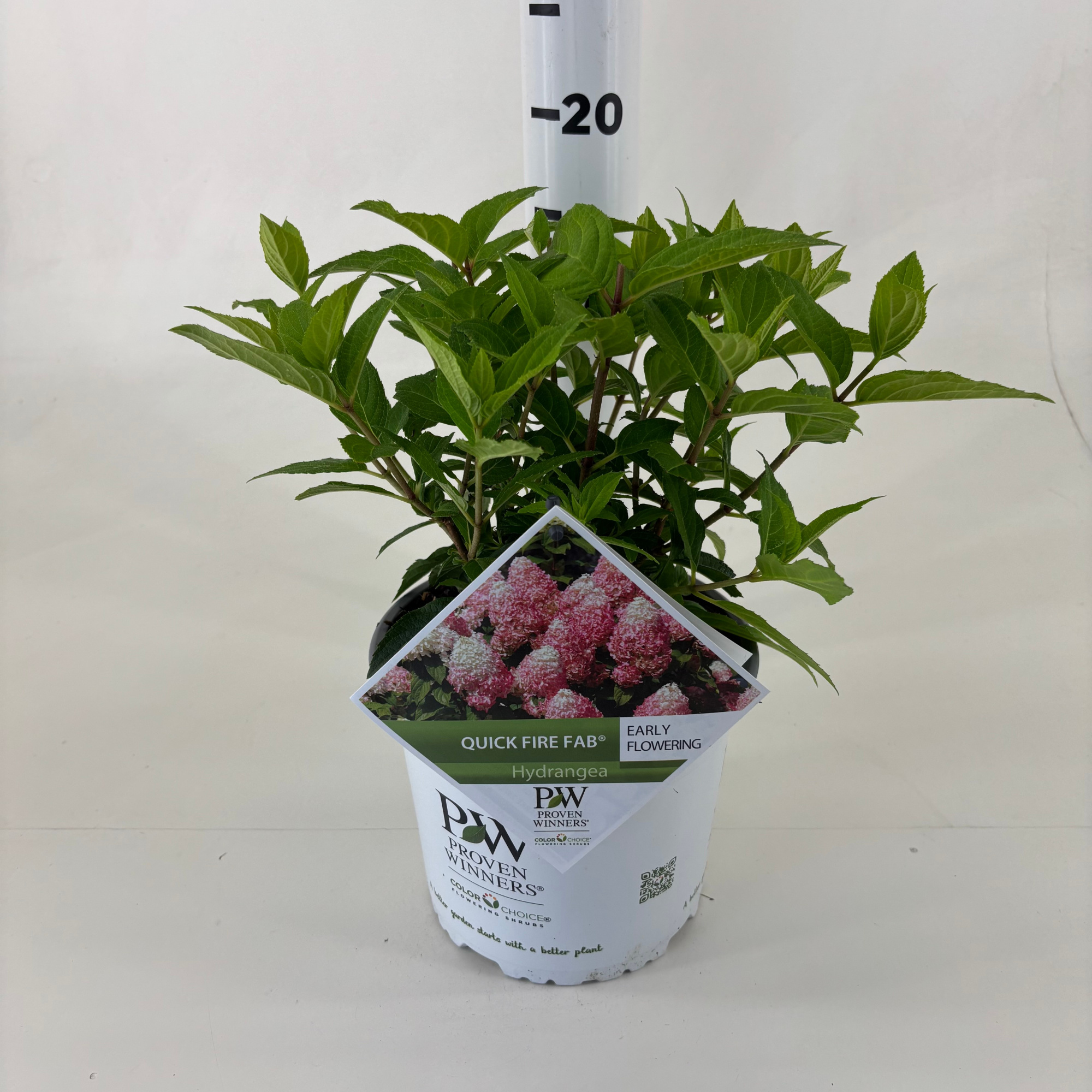 Hydrangea pan. 'Quick Fire Fab' ®, D 19 cm