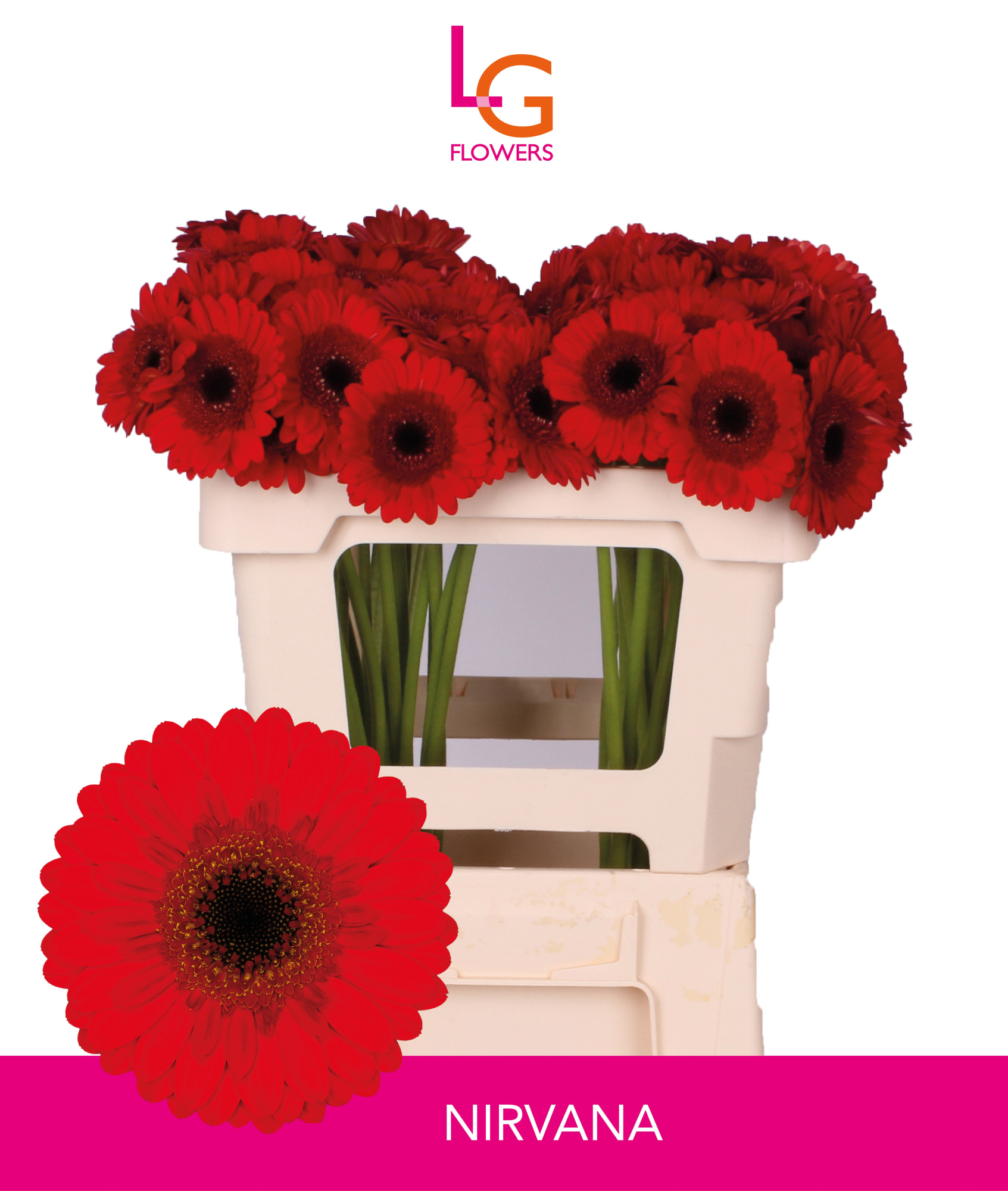 Гермини Нирвана, шт.