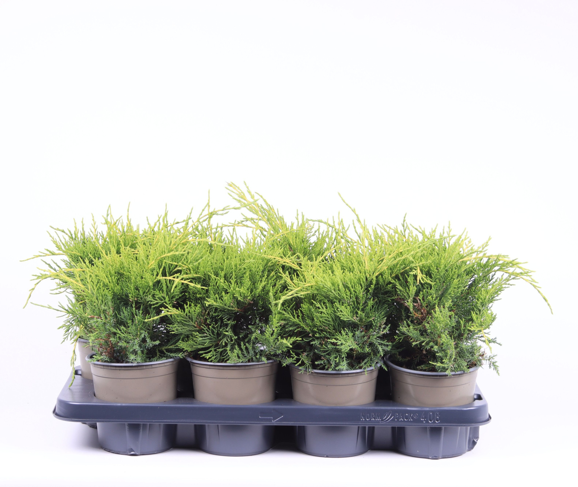 Juniperus x pfitzeriana 'Old Gold', D 13 cm